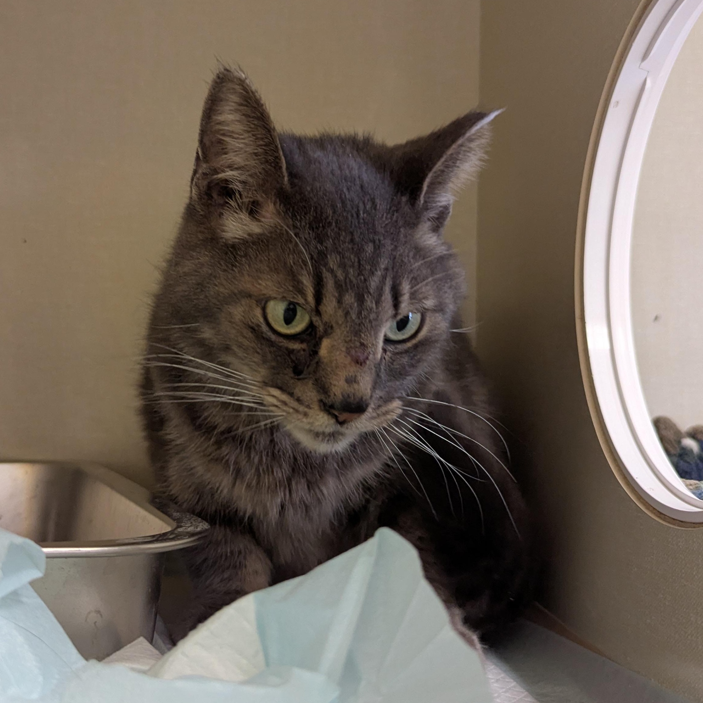 Enlarge Ratchet, a ADOPTABLE Domestic Short Hair in Morden, MB image 4/5