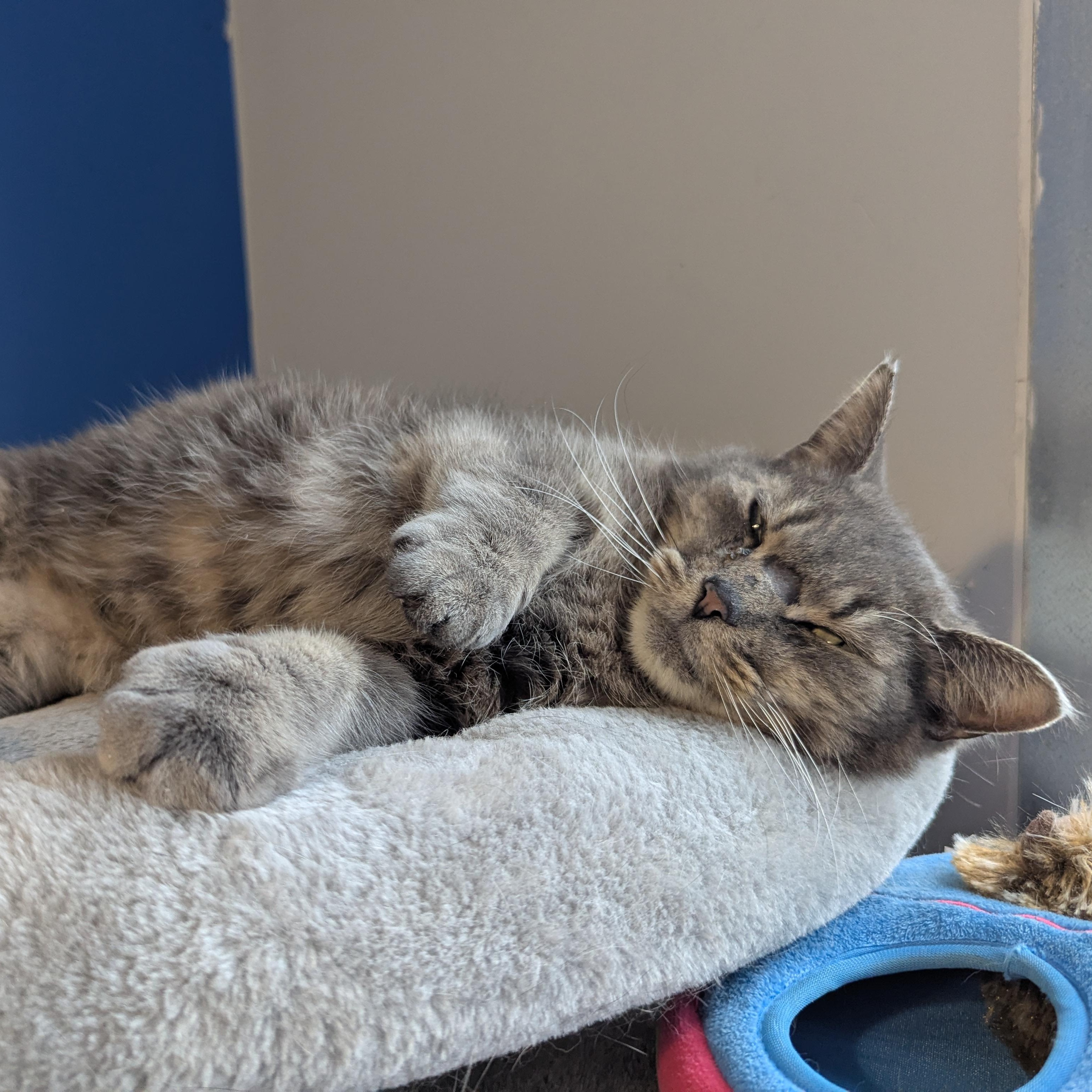 Enlarge Ratchet, a ADOPTABLE Domestic Short Hair in Morden, MB image 3/5