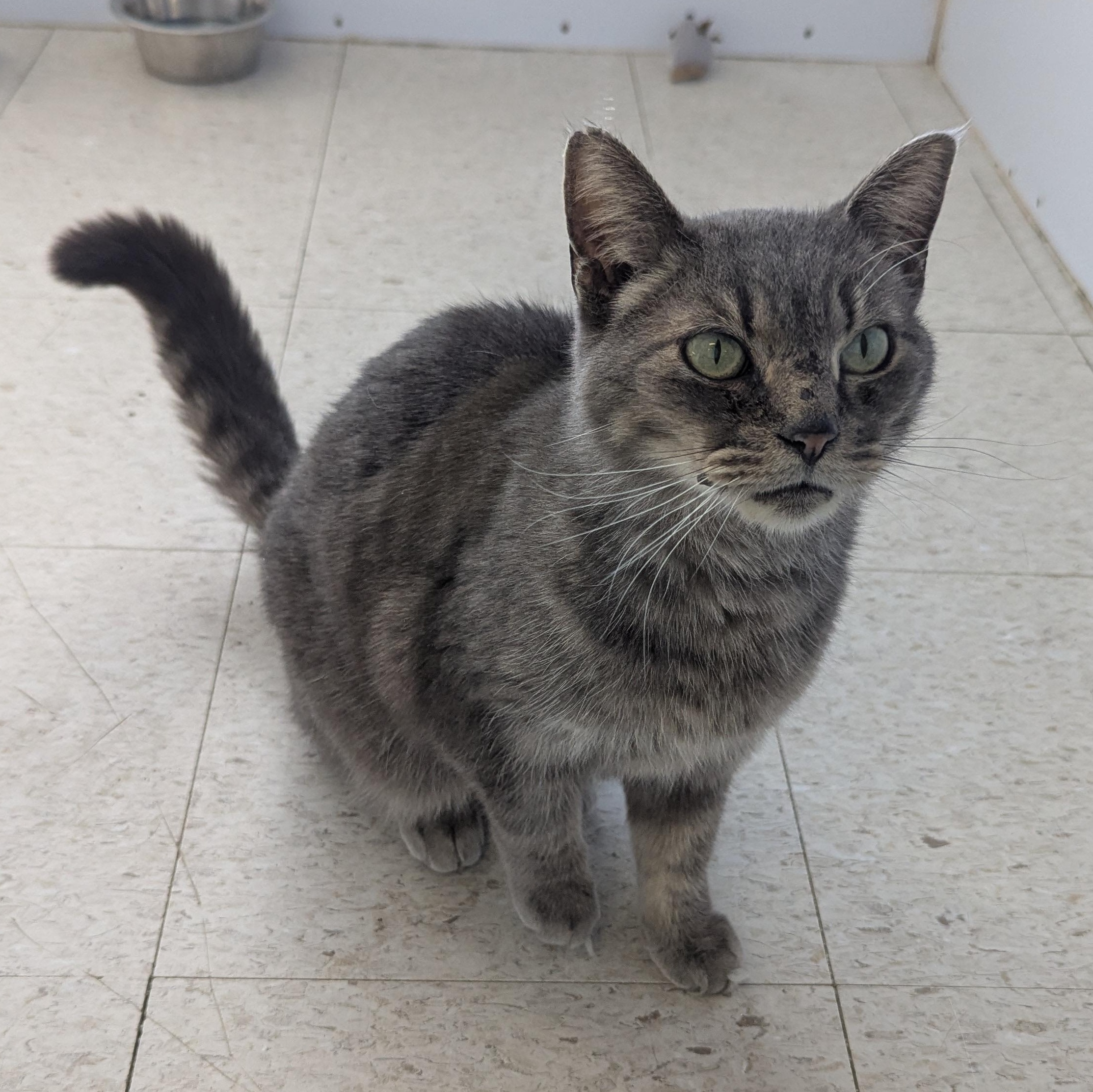 Enlarge Ratchet, a ADOPTABLE Domestic Short Hair in Morden, MB image 2/5