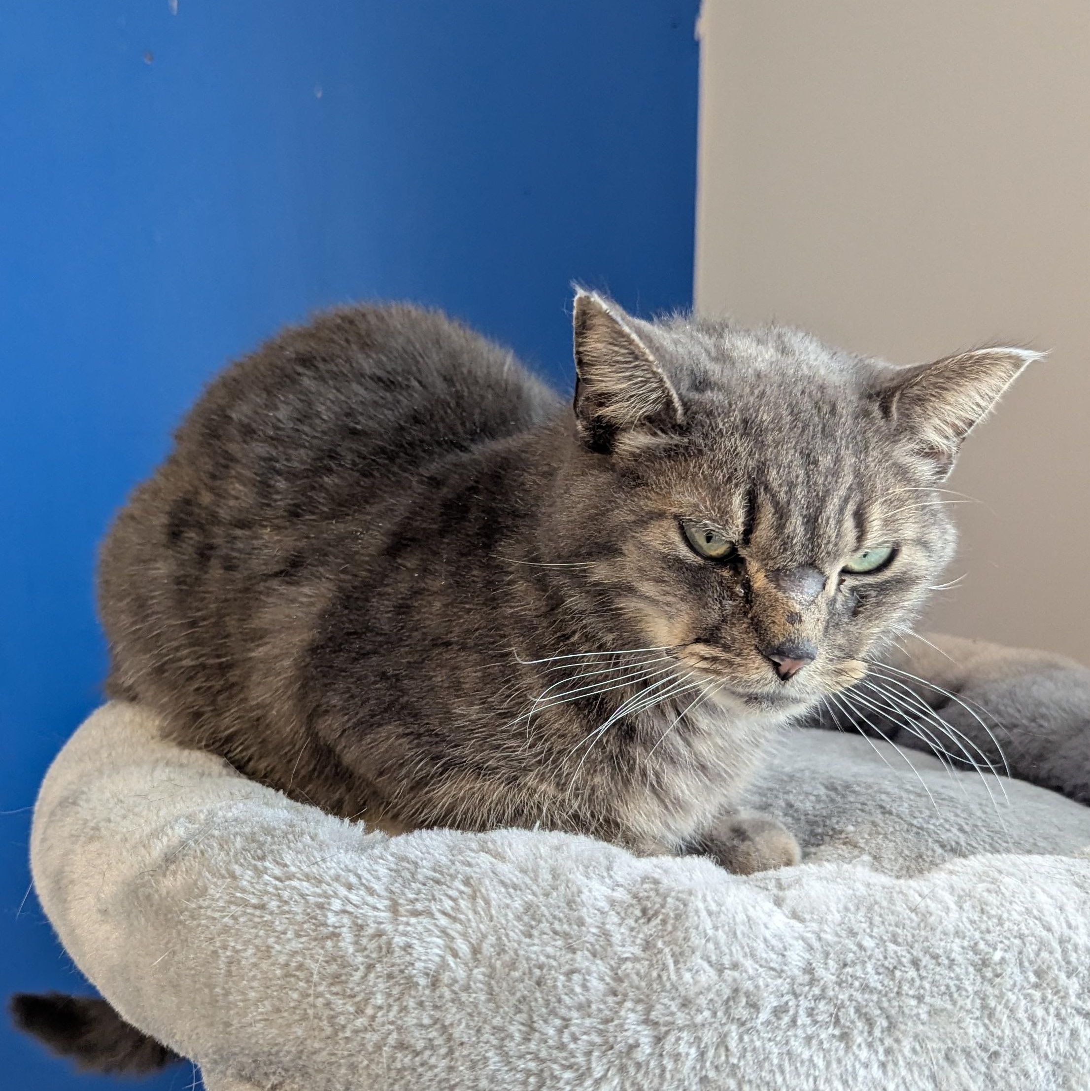 Enlarge Ratchet, a ADOPTABLE Domestic Short Hair in Morden, MB image 5/5