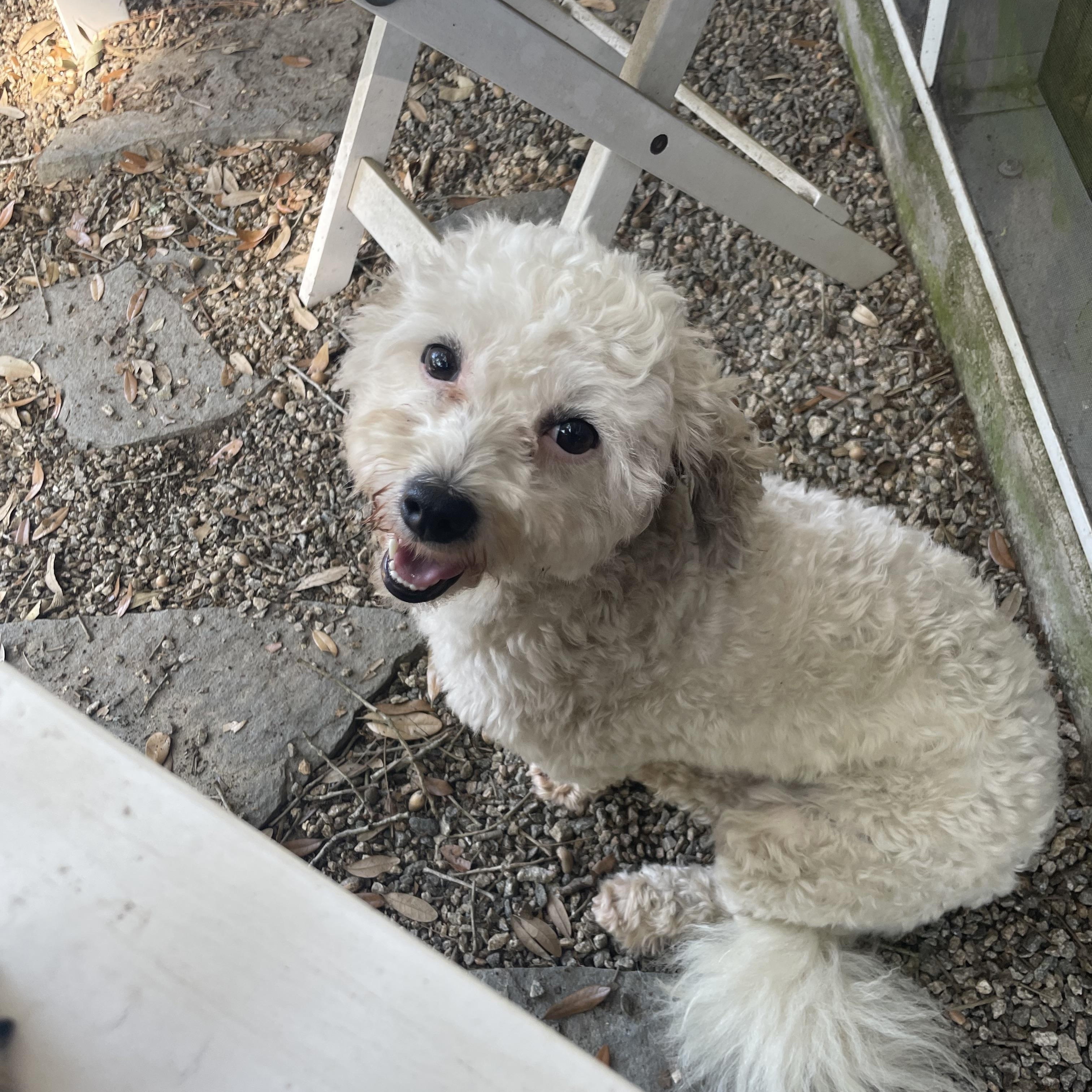 Enlarge Clara, a Adoptable mixed breed in Mt Pleasant, SC image 6/6