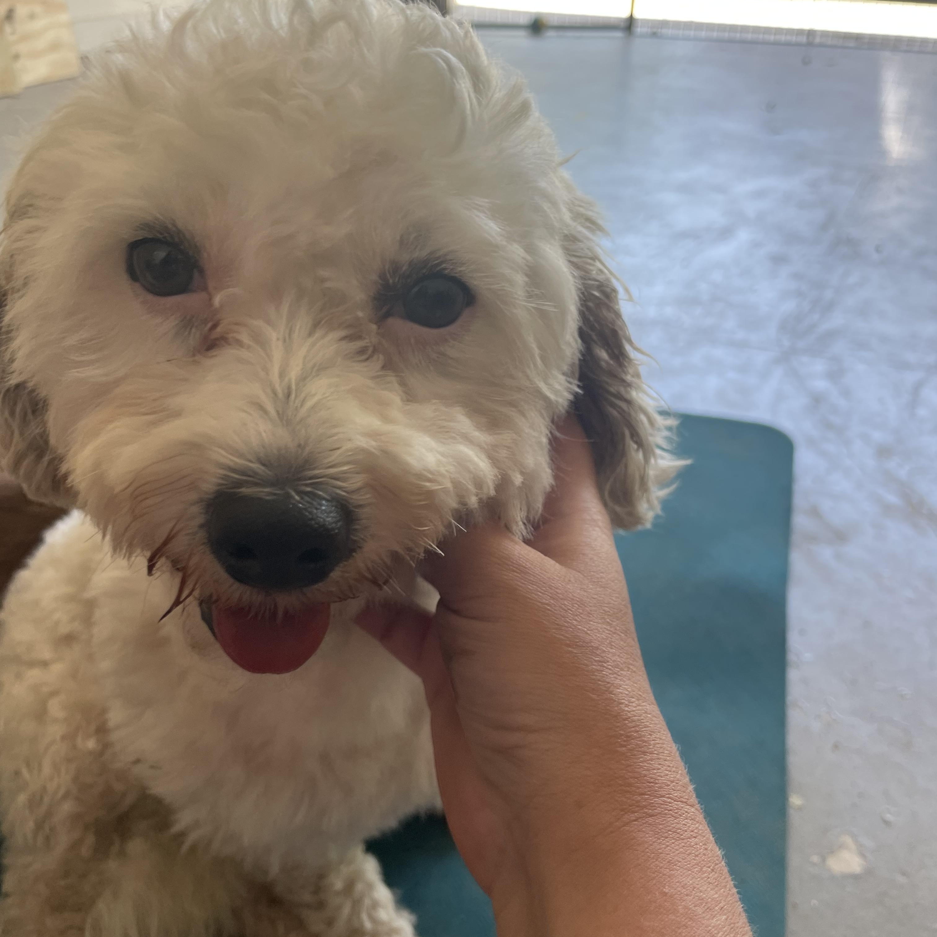 Clara, Adoptable, Adult Female Bichon Frise.