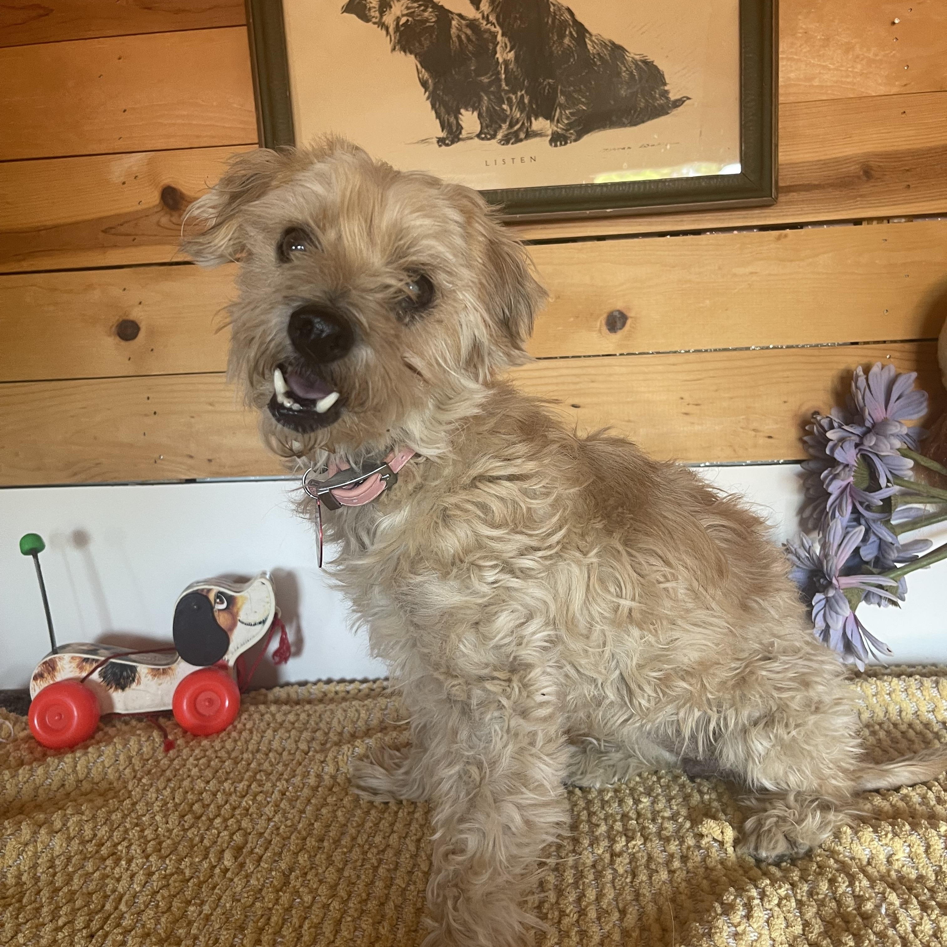 Tootsie, ADOPTABLE, Adult Female Miniature Poodle.