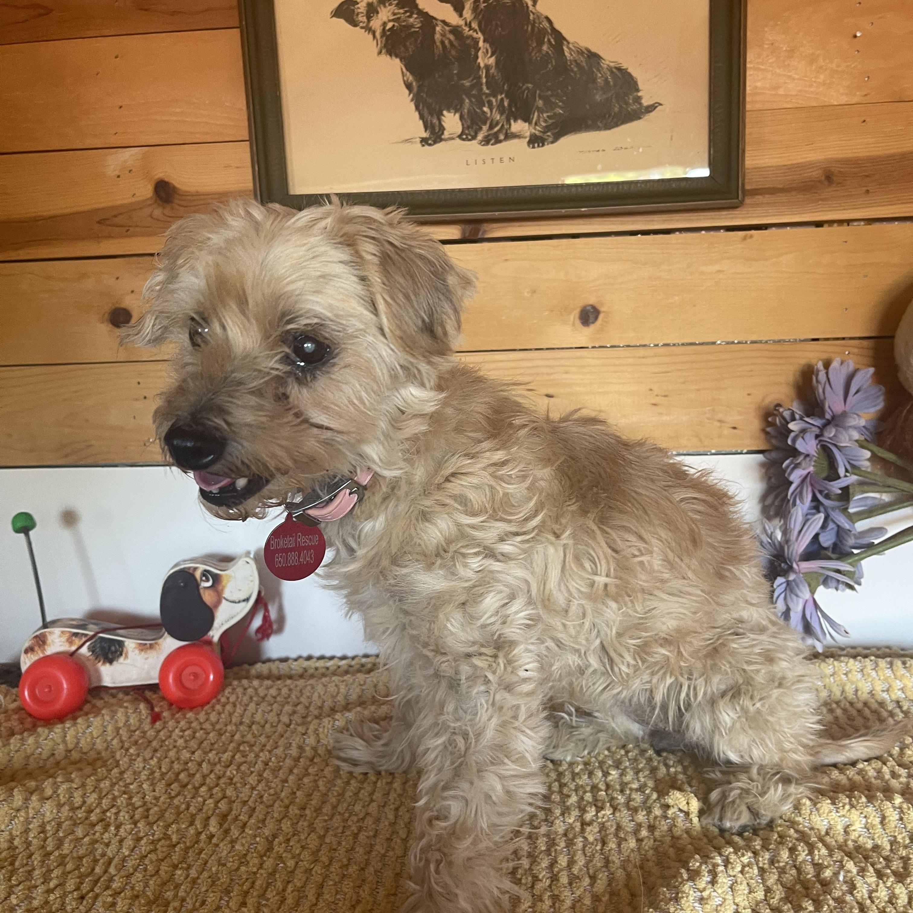 Tootsie, a ADOPTABLE mixed breed in Vacaville, CA image 4/4