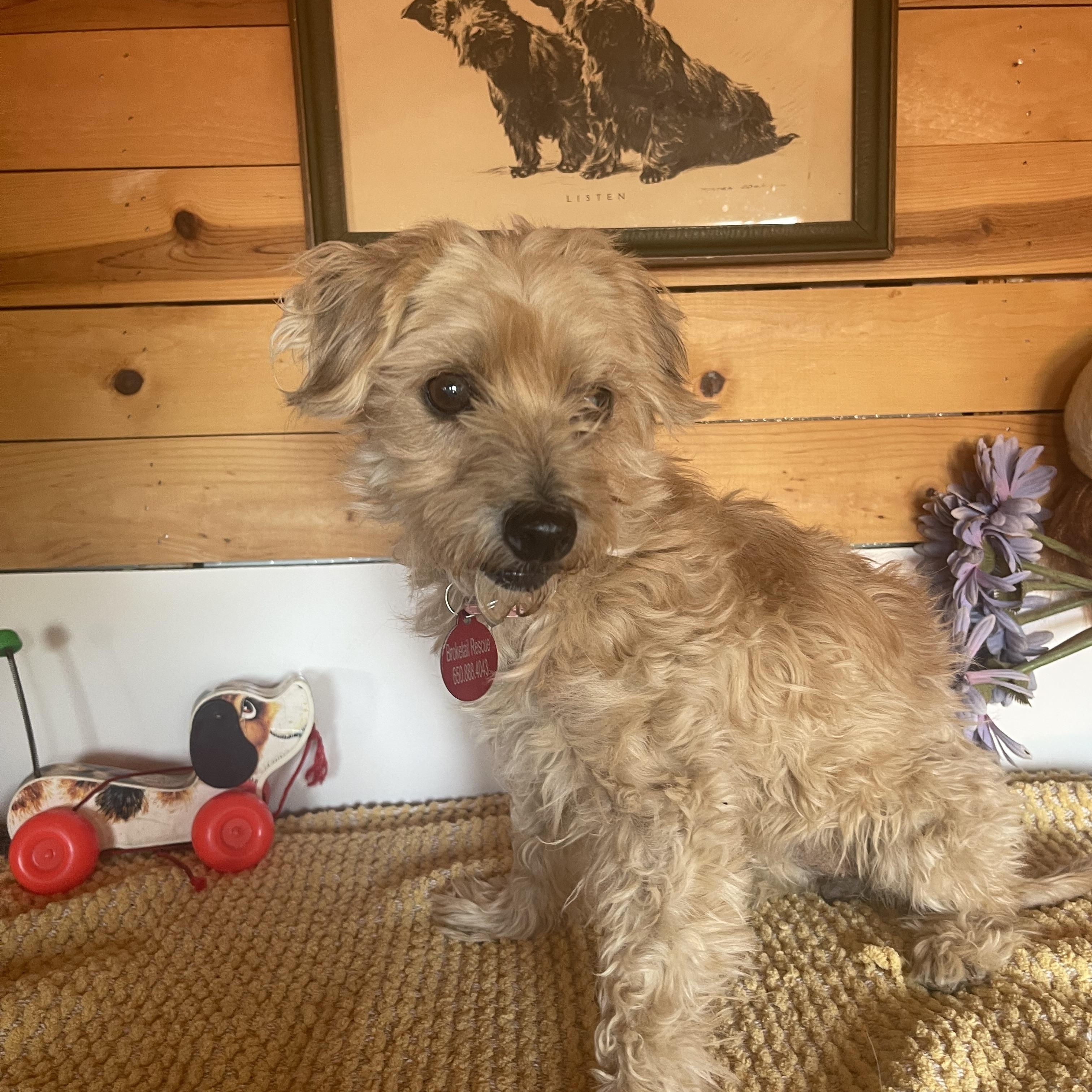 Tootsie, a ADOPTABLE mixed breed in Vacaville, CA image 3/4