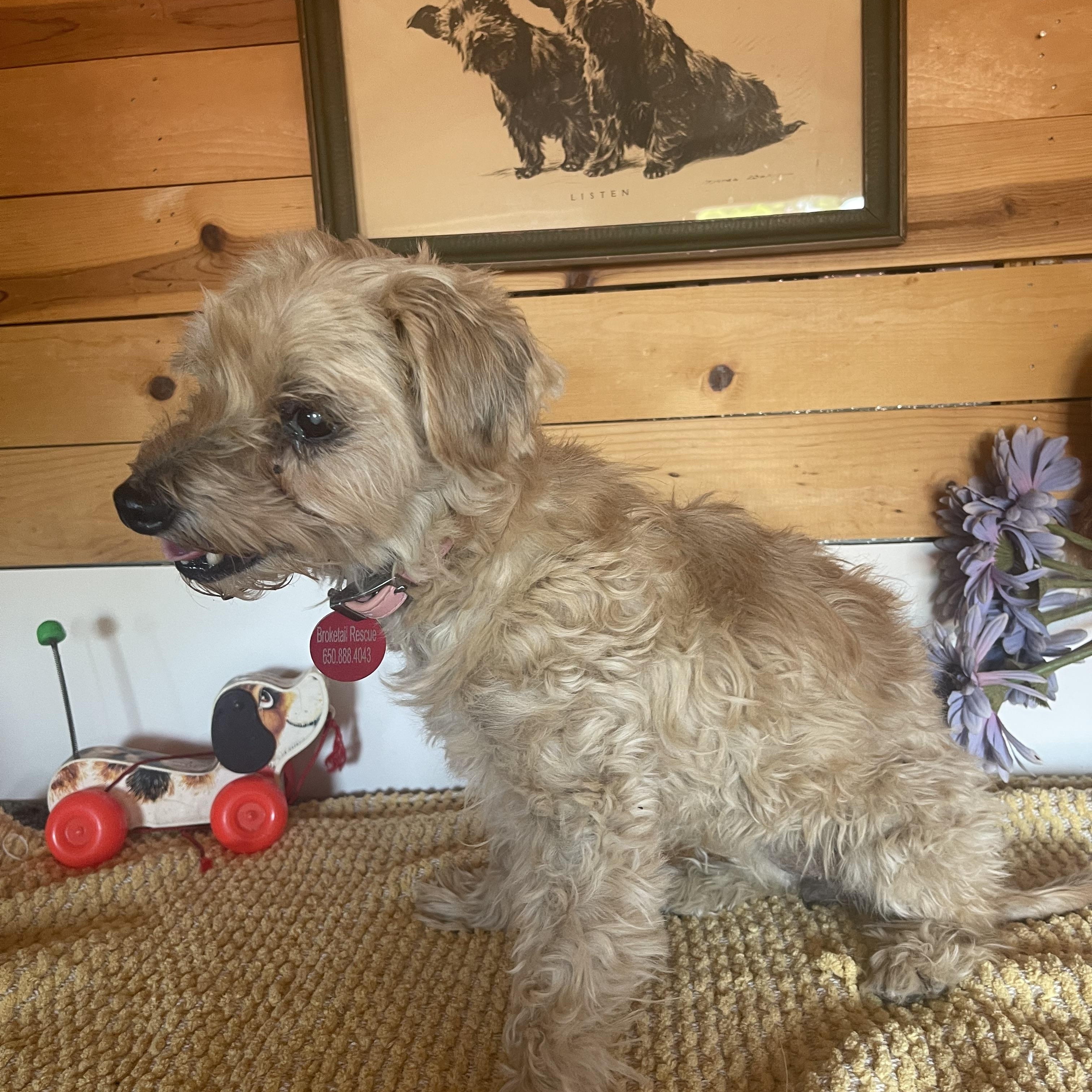 Tootsie, a ADOPTABLE mixed breed in Vacaville, CA image 2/4