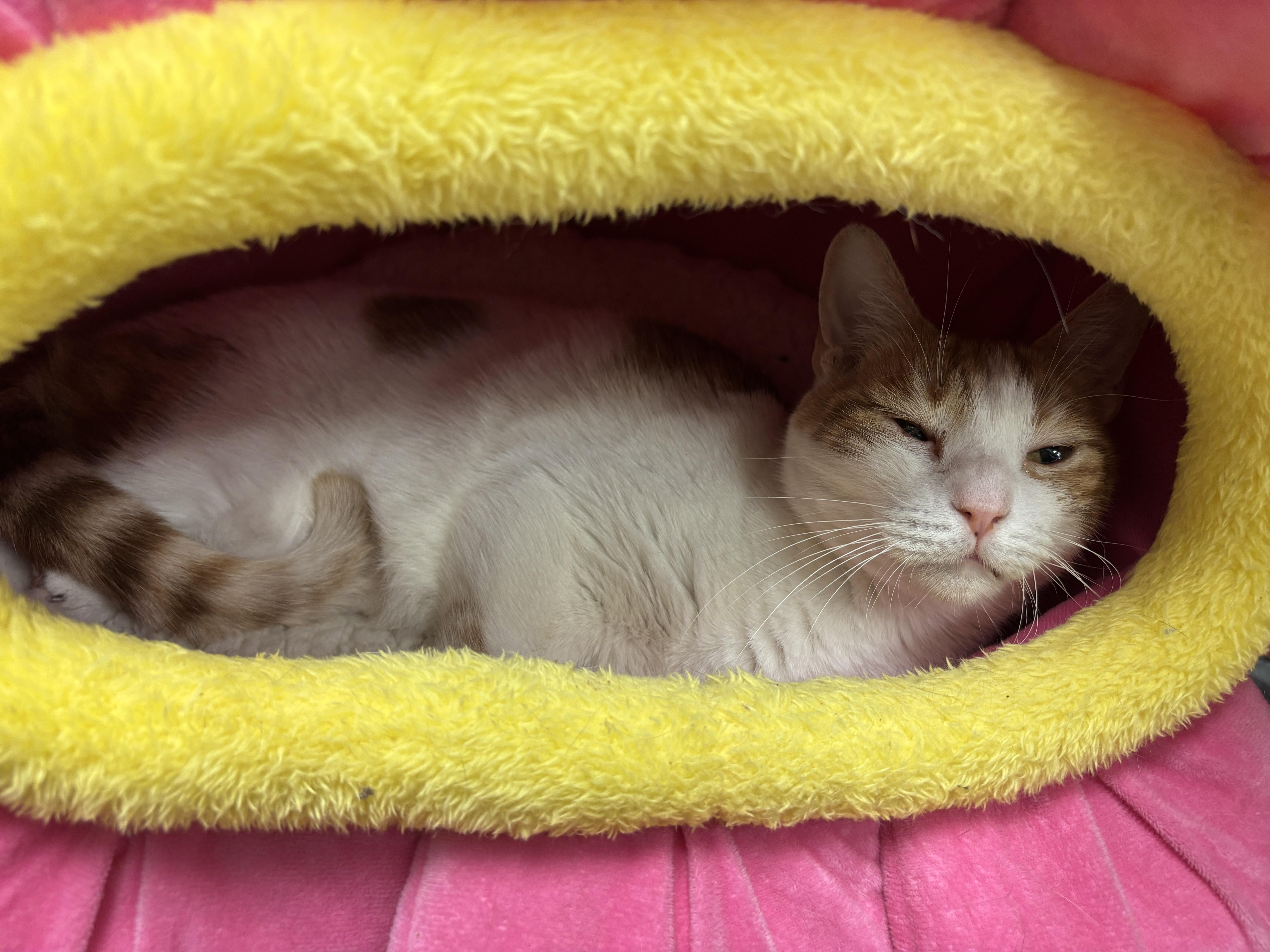 Simba photo 5