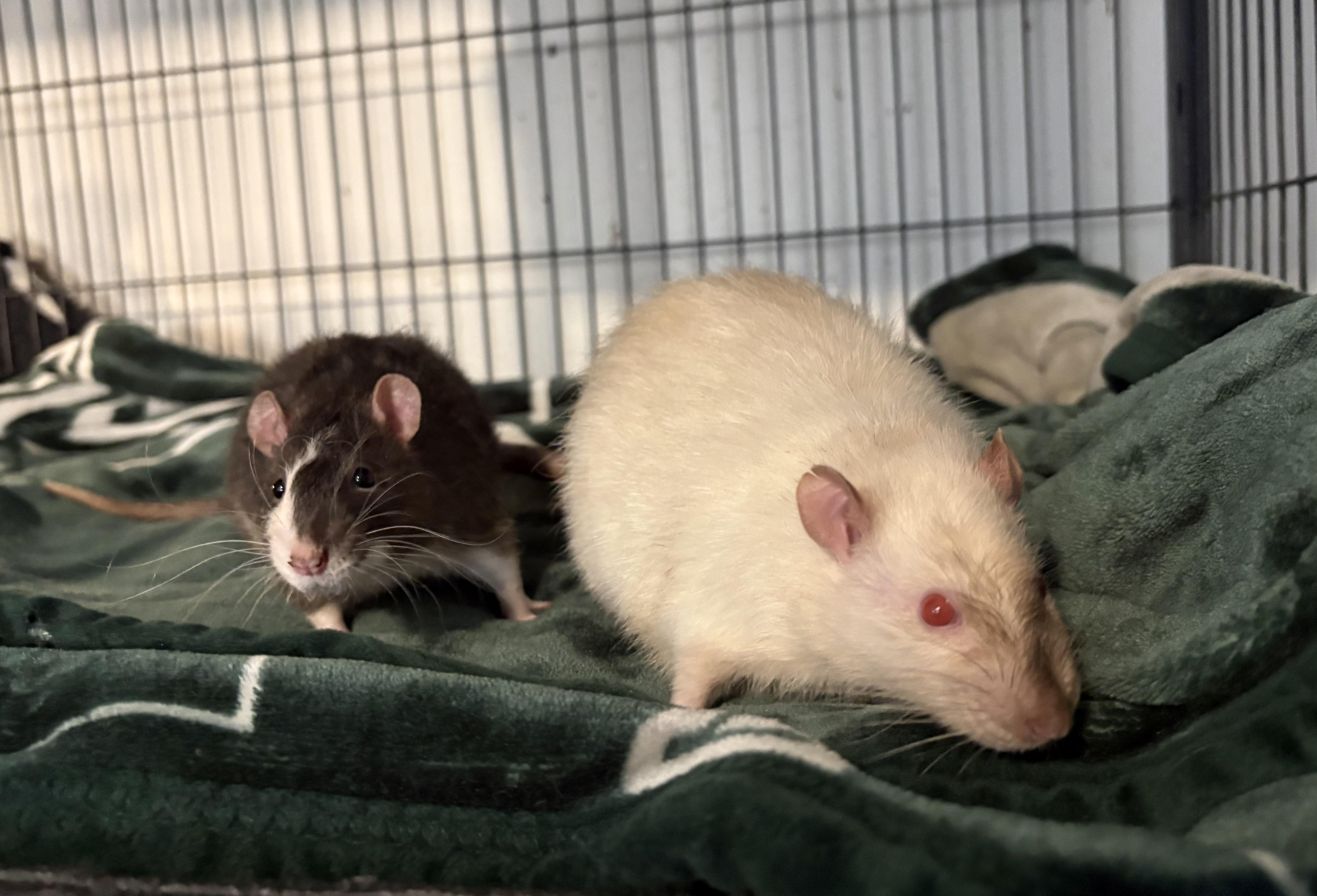 Enlarge Jelly Bean & Jello, a ADOPTABLE Rat in Grand Rapids, MI image 2/5