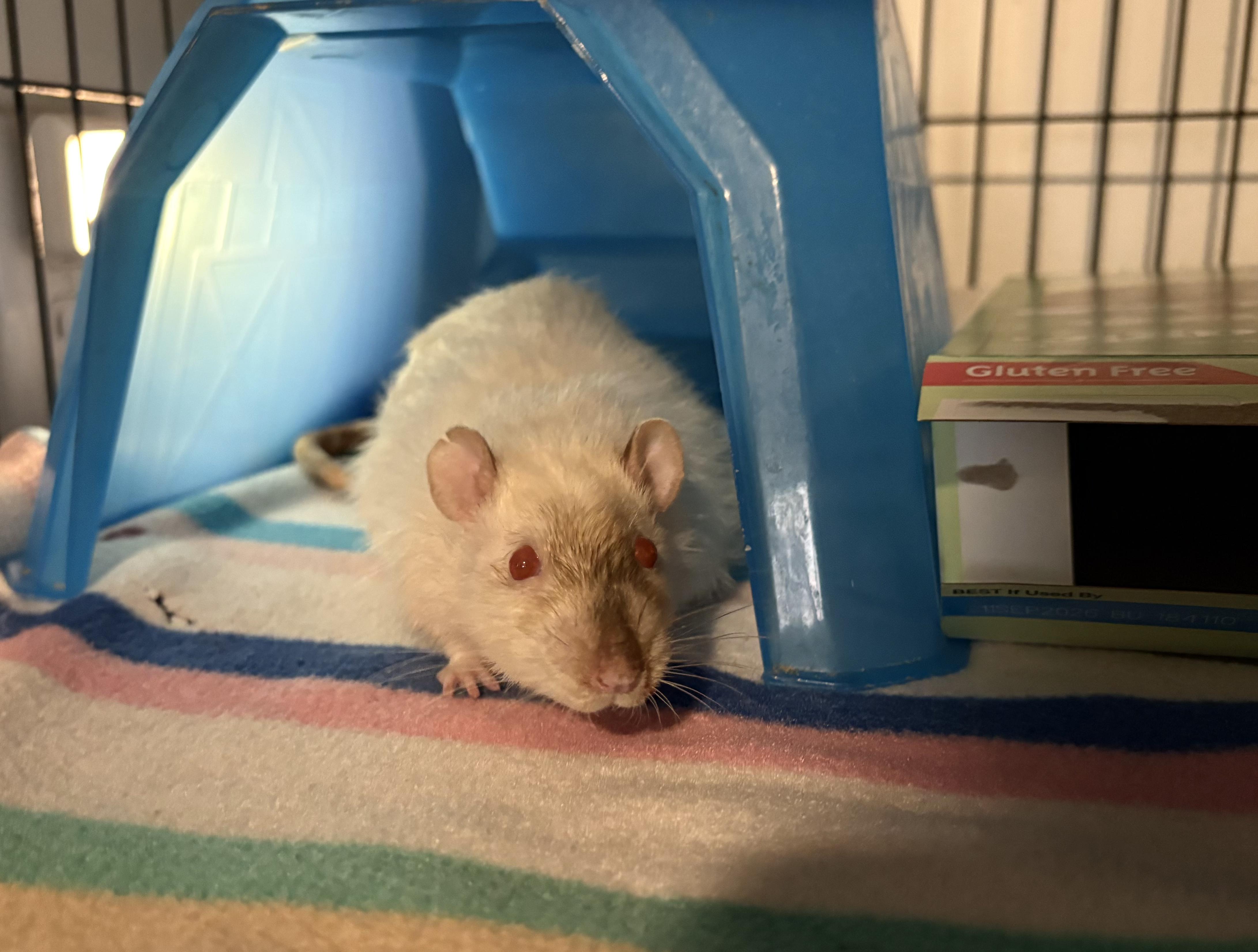 Enlarge Jelly Bean & Jello, a ADOPTABLE Rat in Grand Rapids, MI image 4/5
