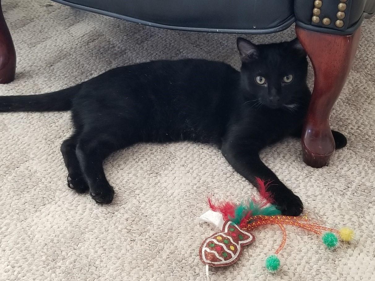 Rascal, Young Male Domestic Short Hair