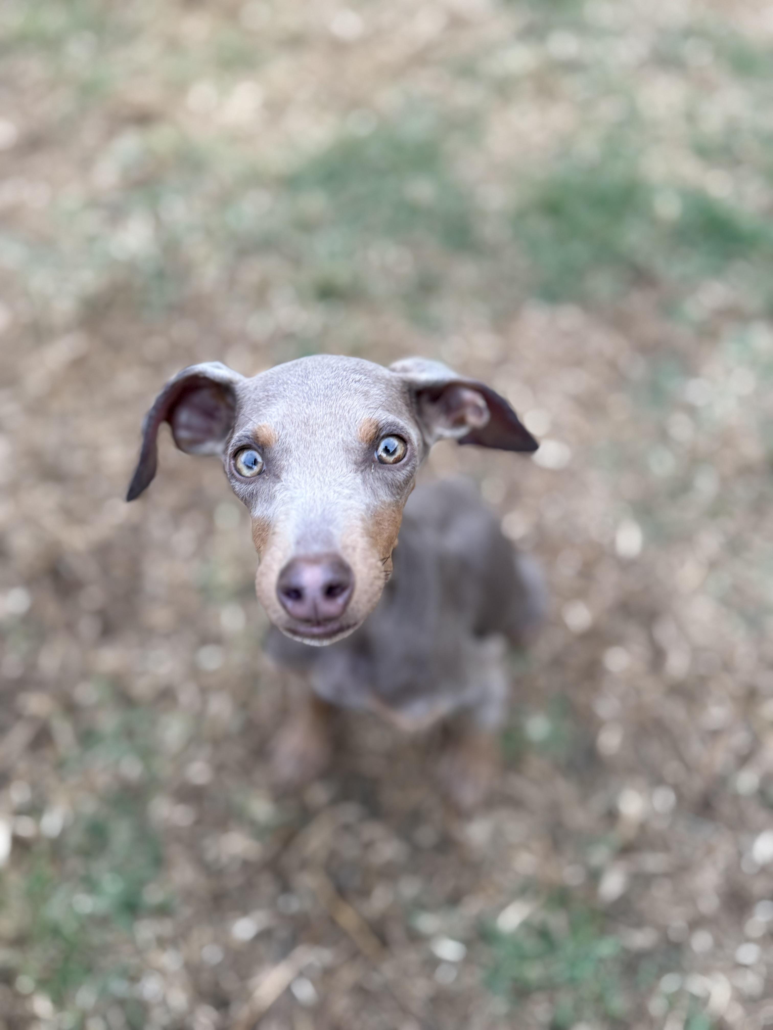 Enlarge Polly, an adopted Doberman Pinscher in Los Angeles, CA image 1/5