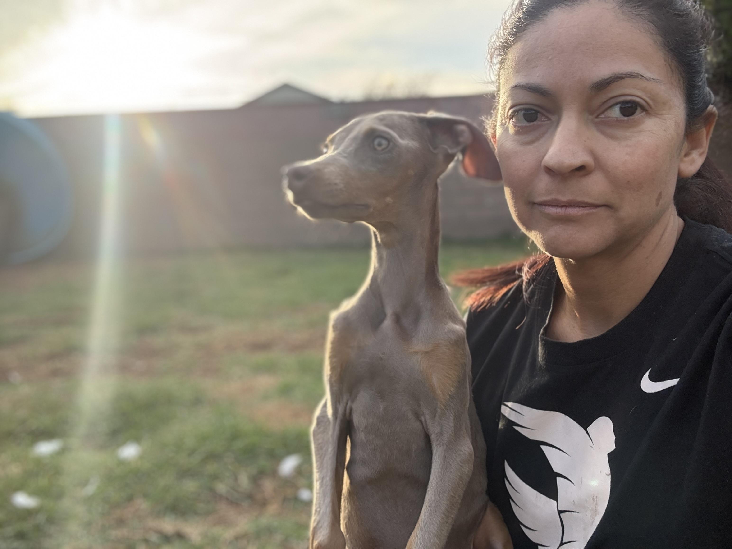 Enlarge Polly, an adopted Doberman Pinscher in Los Angeles, CA image 3/5