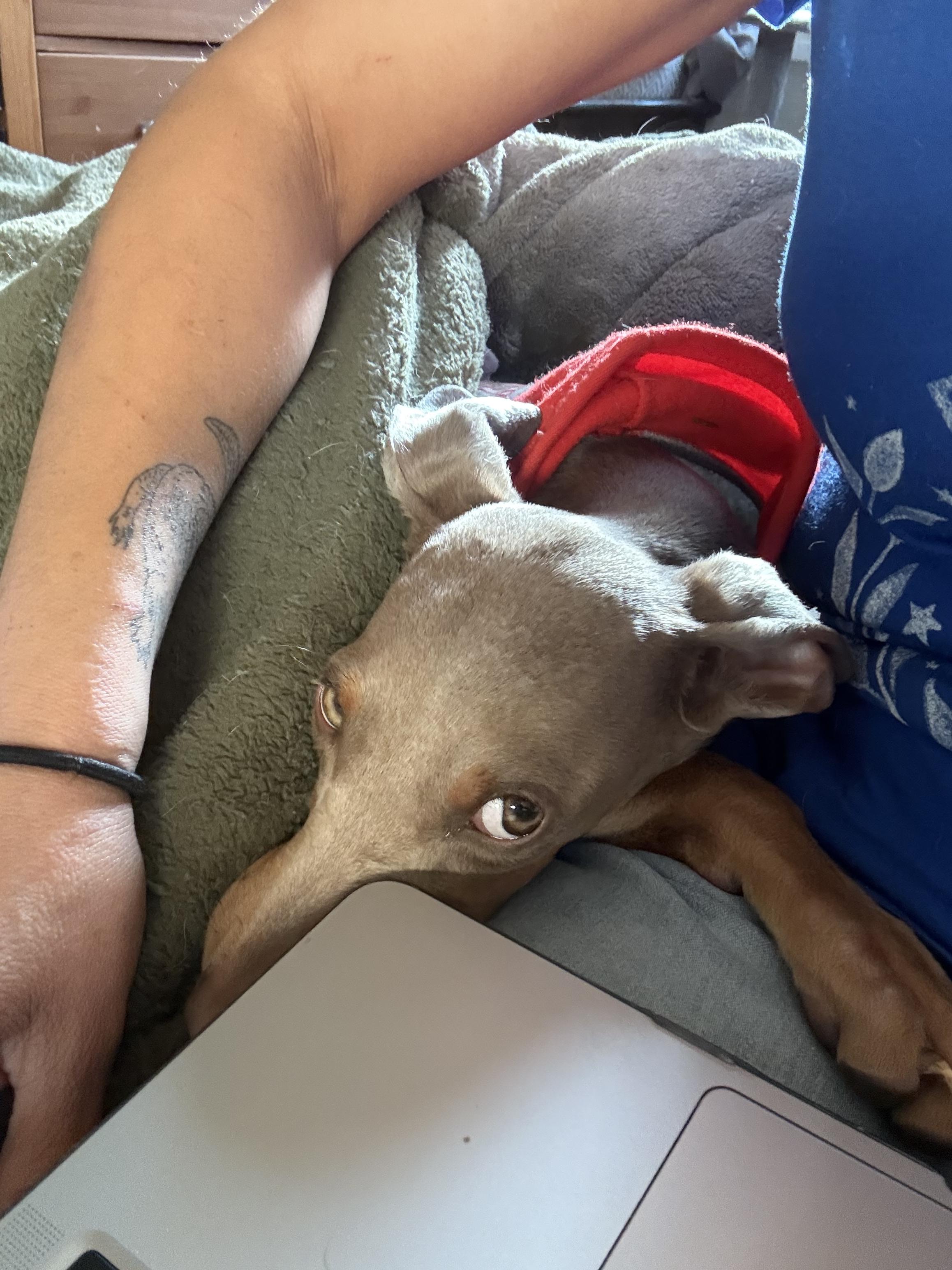 Enlarge Polly, an adopted Doberman Pinscher in Los Angeles, CA image 4/5