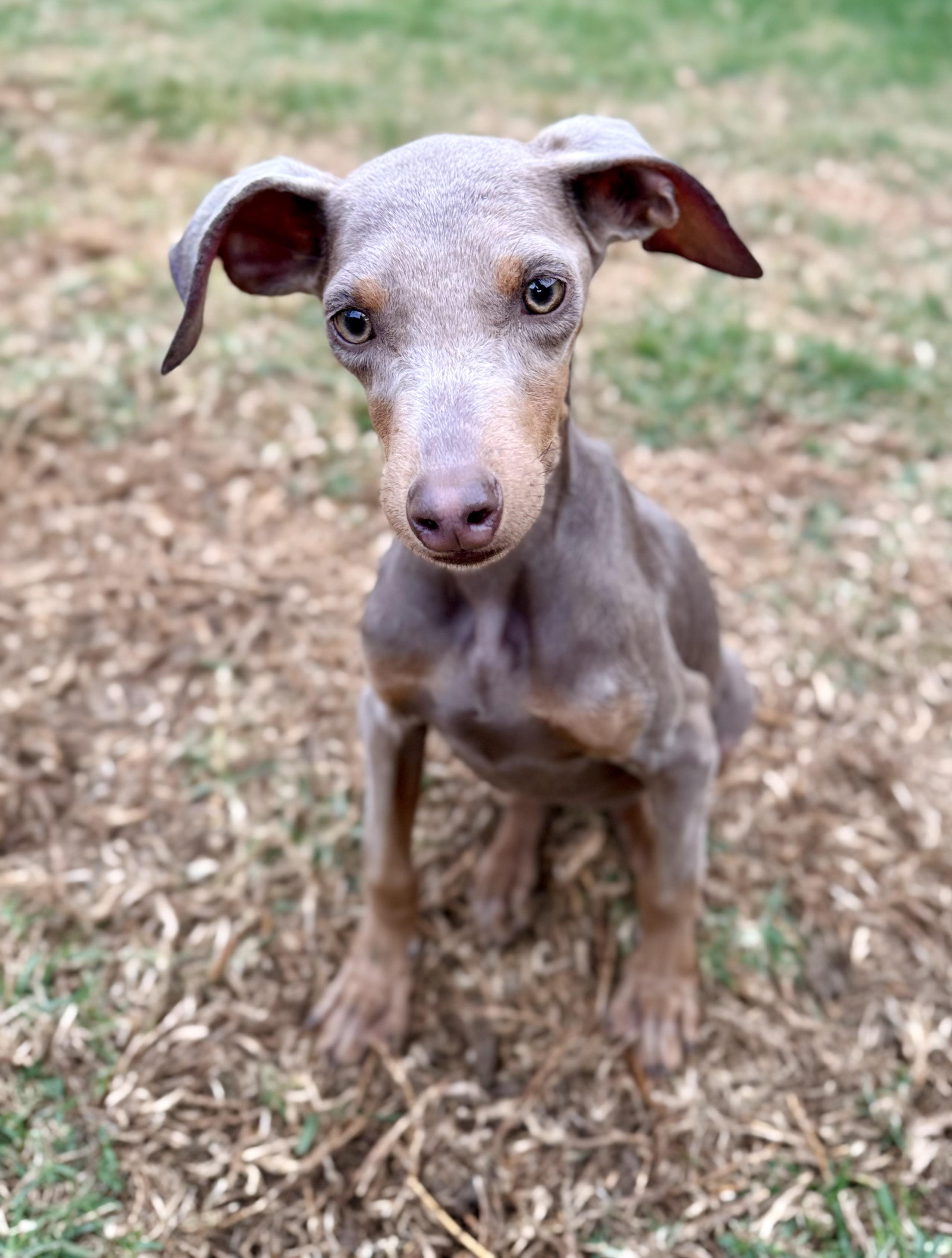 Enlarge Polly, an adopted Doberman Pinscher in Los Angeles, CA image 2/5
