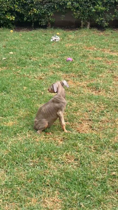 Enlarge Polly, an adopted Doberman Pinscher in Los Angeles, CA video 5/5