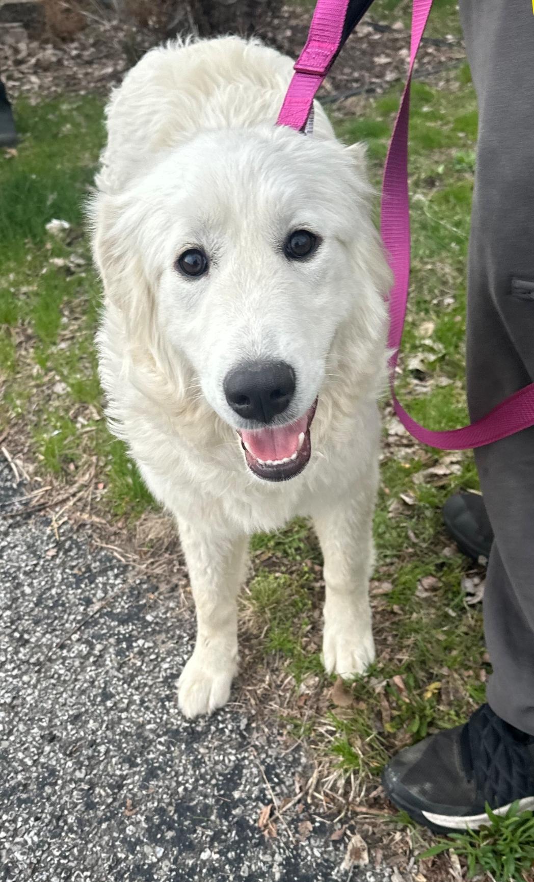 Enlarge Anna, a Adopted Great Pyrenees in merrillville, IN image 1/1