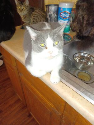 Charlie (F), a Adoptable Domestic Short Hair in Heath, OH image 1/2