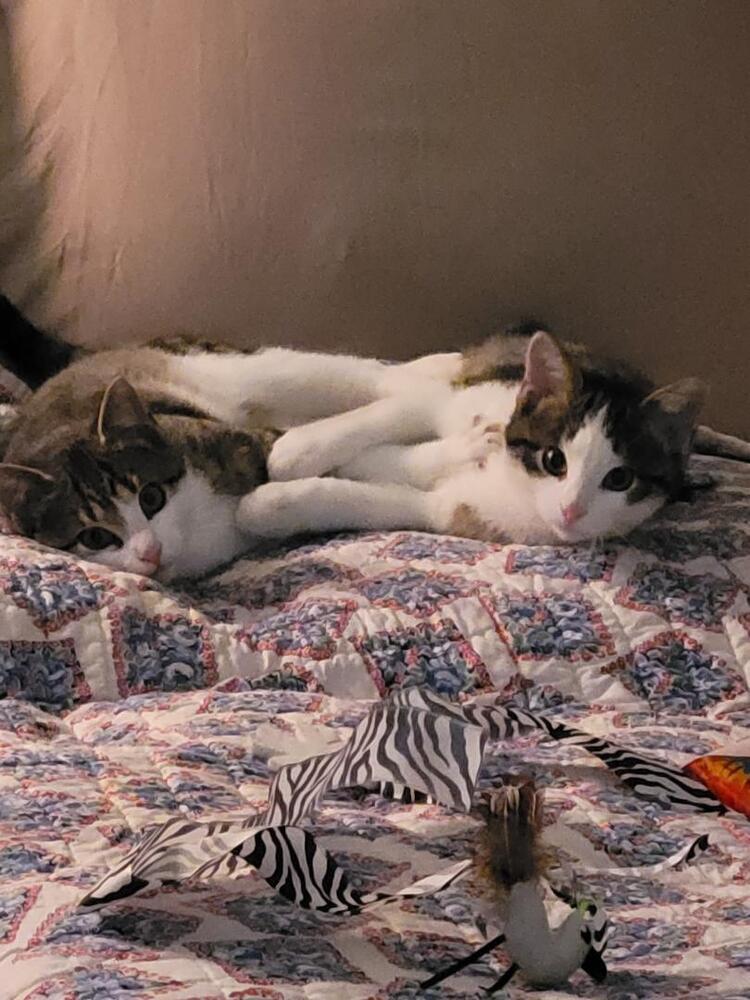 Enlarge Luka, a Adoptable mixed breed in Little Rock, AR image 1/2