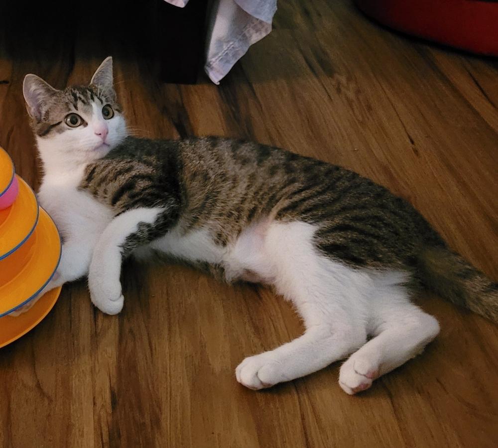 Luka, Adoptable, Kitten Male Domestic Short Hair.