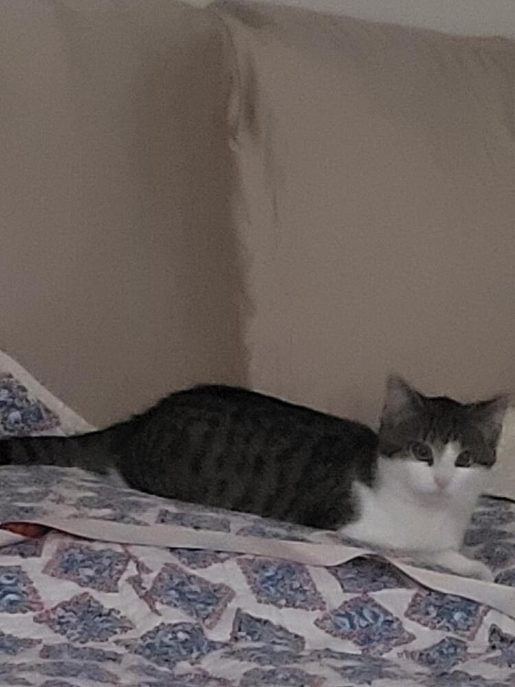 Enlarge Luka, a Adoptable mixed breed in Little Rock, AR image 2/2