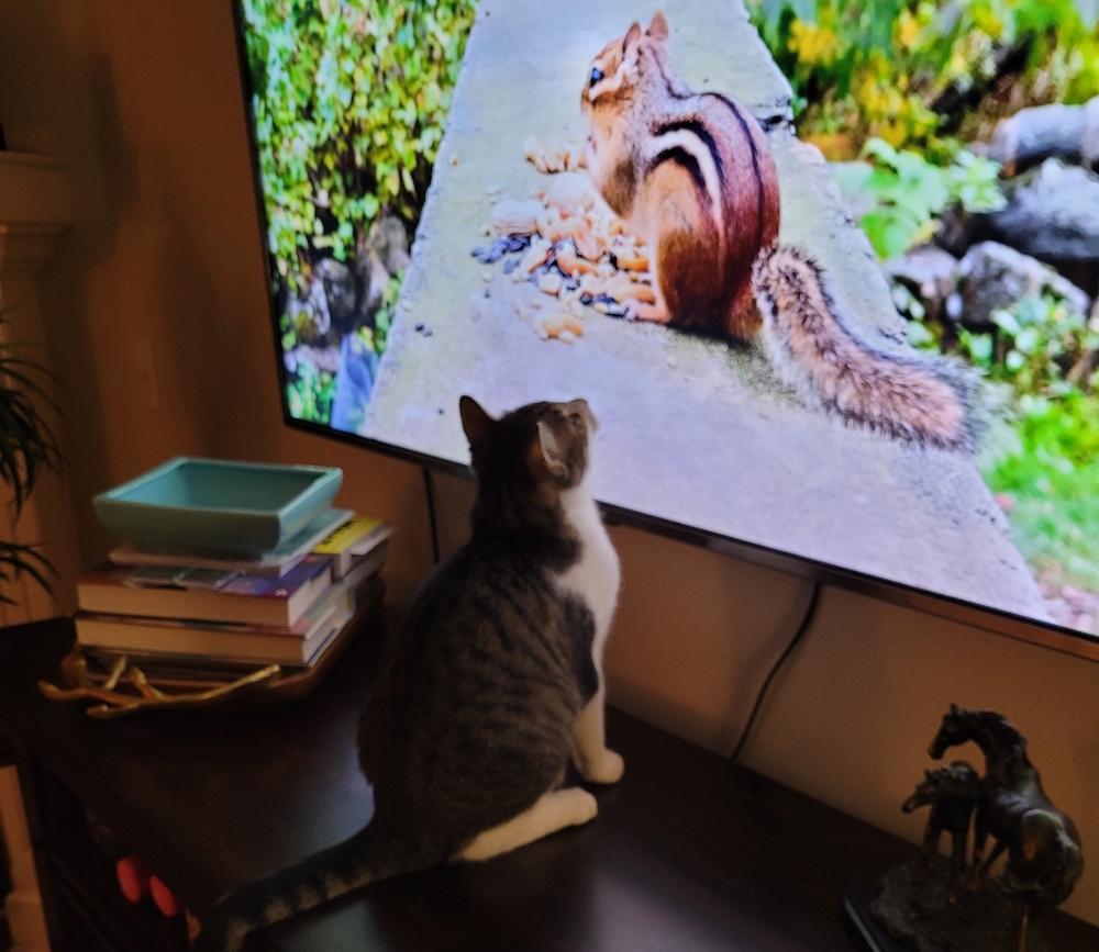 Enlarge Luka, a Adoptable mixed breed in Little Rock, AR image 2/6