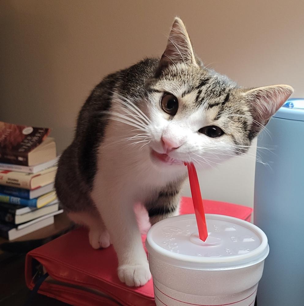 Enlarge Luka, a Adoptable mixed breed in Little Rock, AR image 3/6