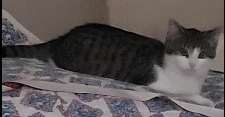 Enlarge Luka, a Adoptable mixed breed in Little Rock, AR image 4/6