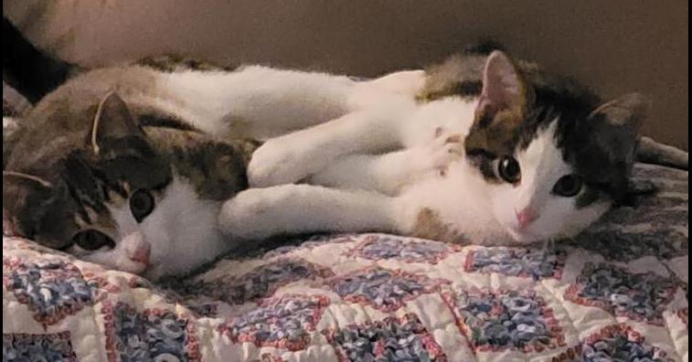 Enlarge Luka, a Adoptable mixed breed in Little Rock, AR image 5/6