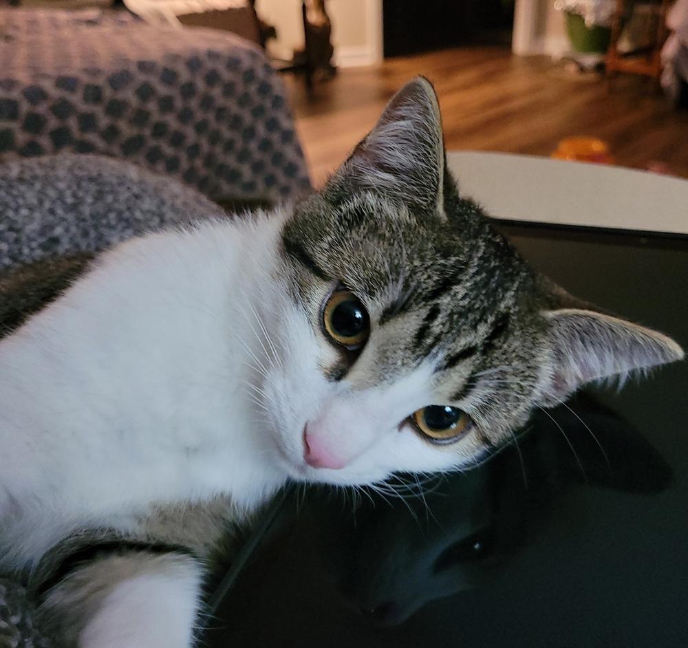 Enlarge Luka, a Adoptable mixed breed in Little Rock, AR image 6/6