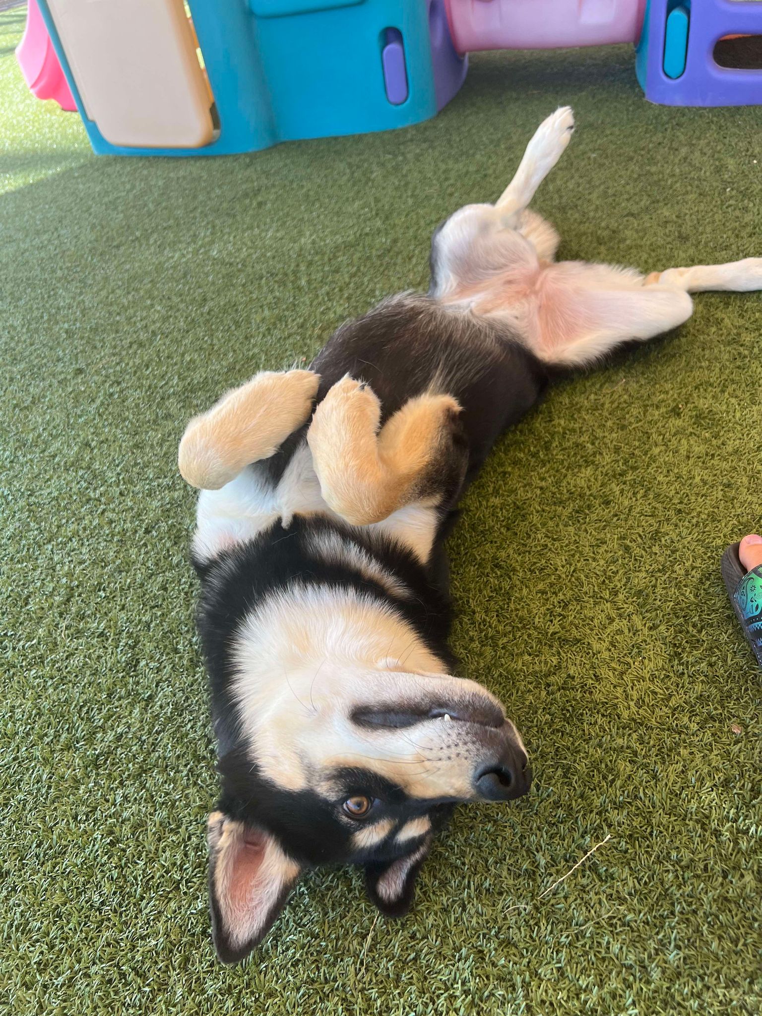 Alix, a Adoptable Husky in Phoenix, AZ image 4/6