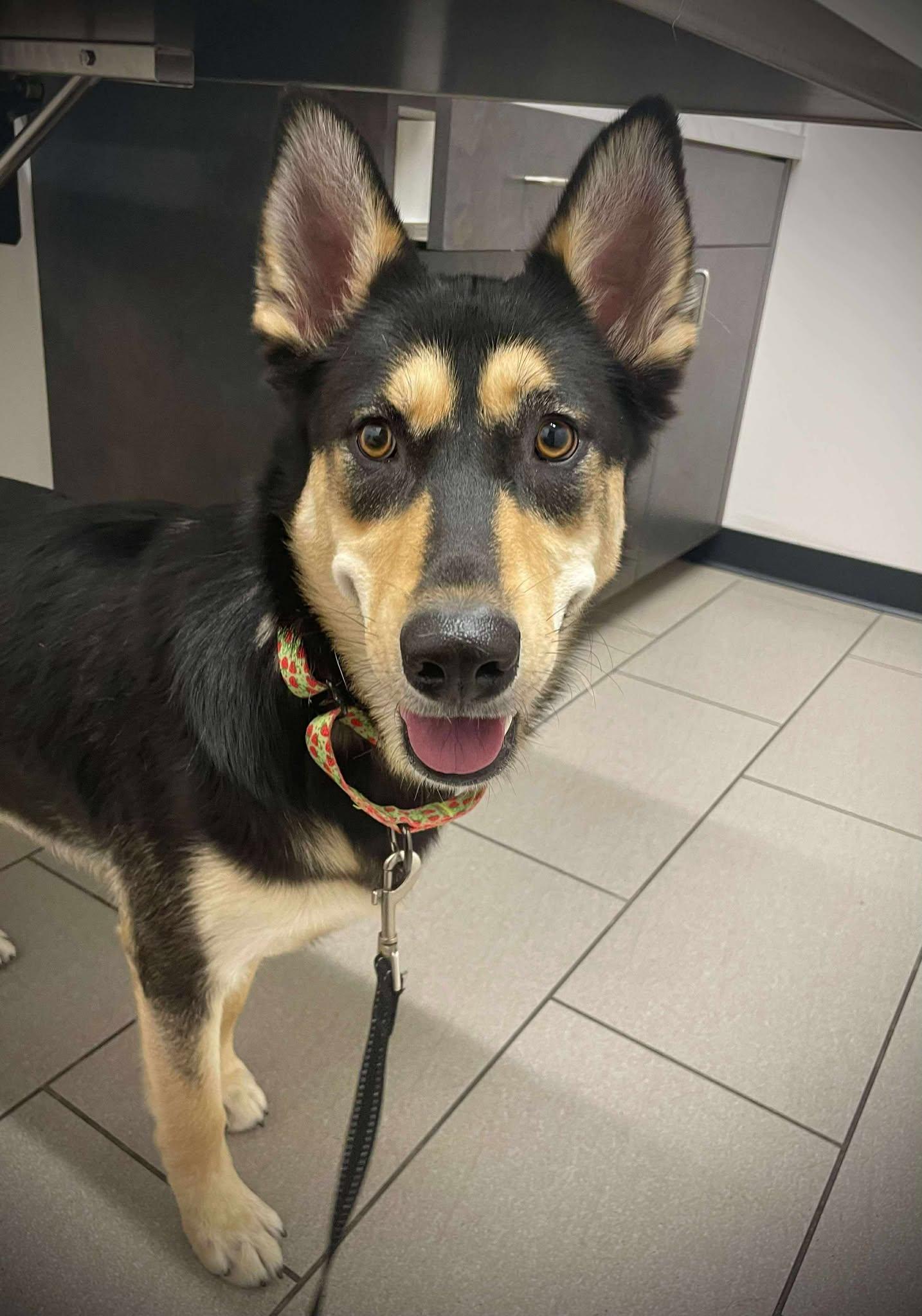 Alix, a Adoptable Husky in Phoenix, AZ image 1/6