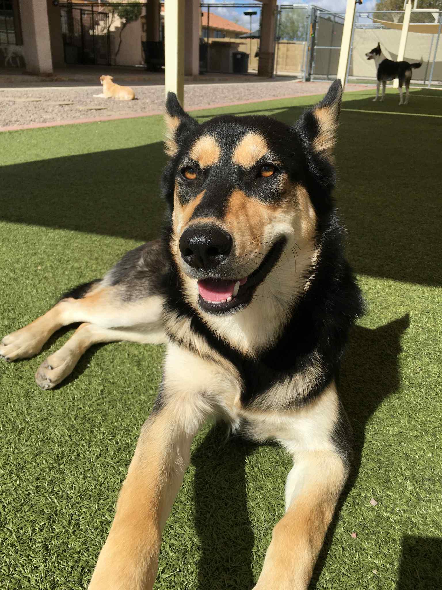 Alix, a Adoptable Husky in Phoenix, AZ image 2/6