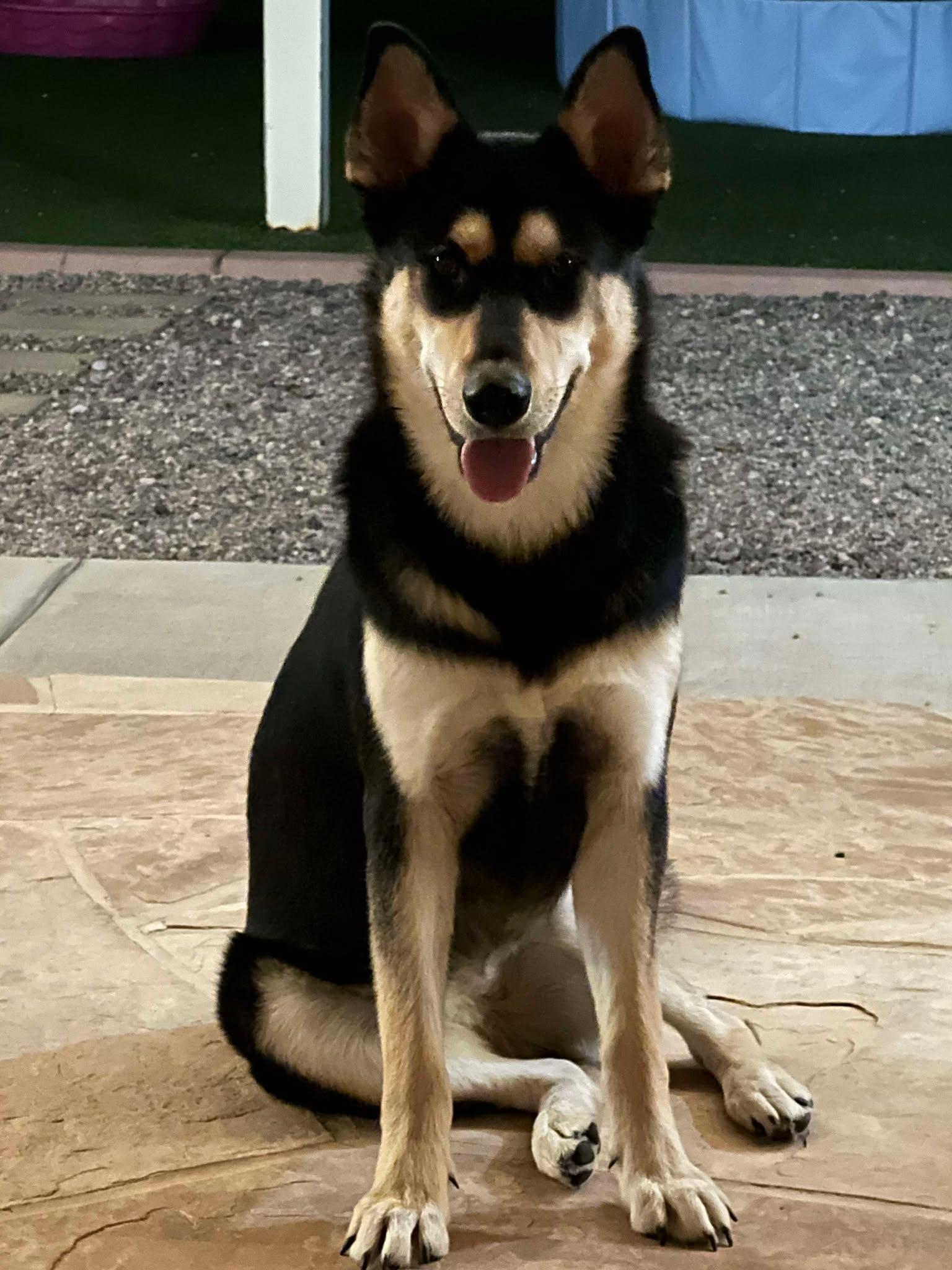 Alix, a Adoptable Husky in Phoenix, AZ image 3/6