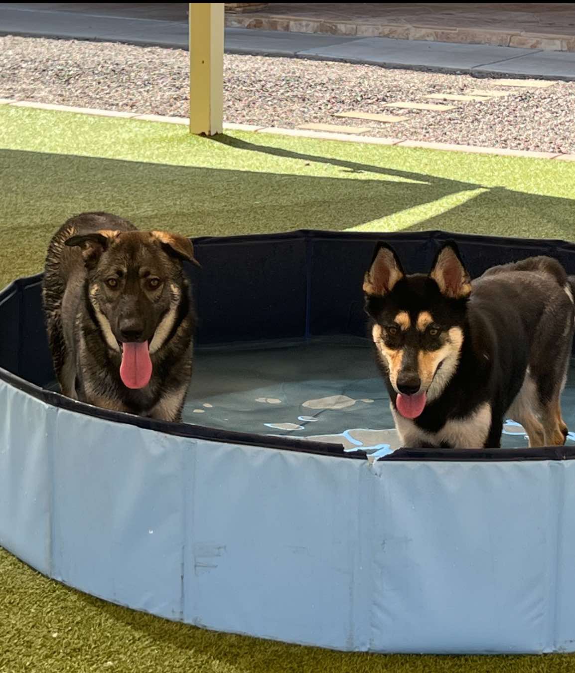 Alix, a Adoptable Husky in Phoenix, AZ image 5/6