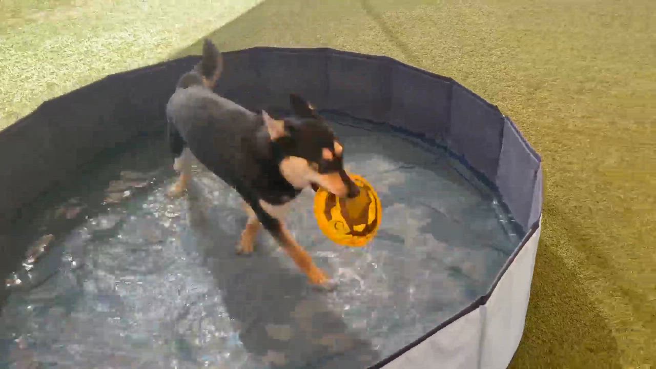 Enlarge Alix, a Adoptable Husky in Phoenix, AZ video 6/6