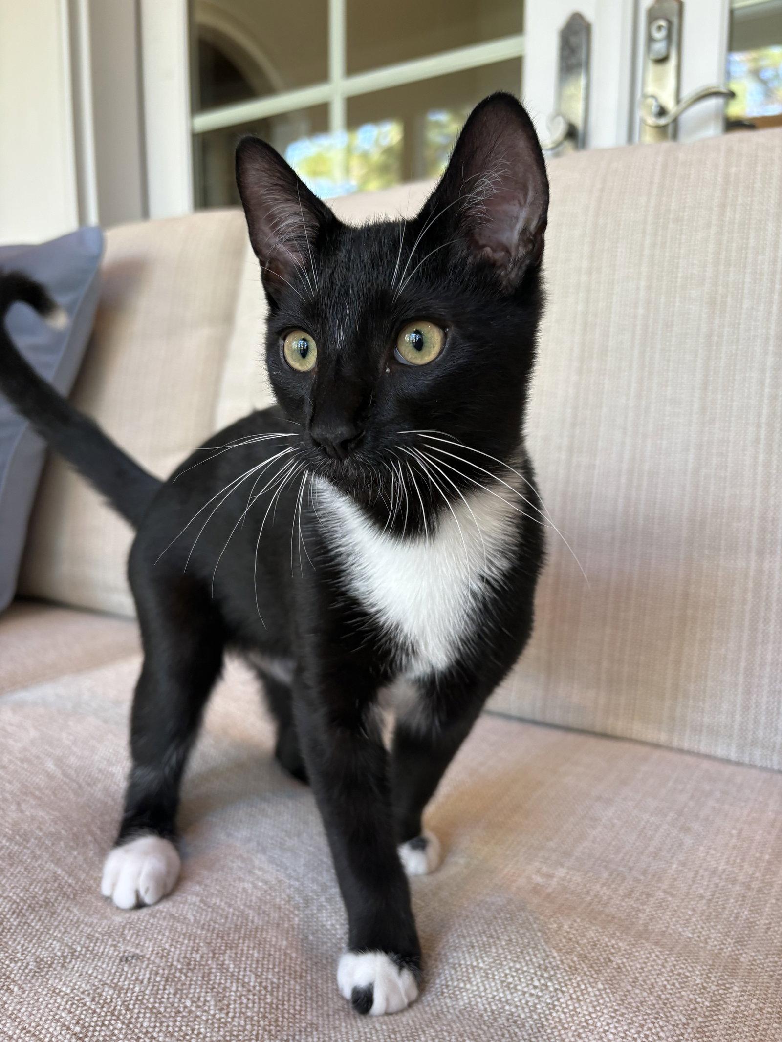 Enlarge Riverbanks, a Adopted Domestic Short Hair in Camden, SC image 1/3