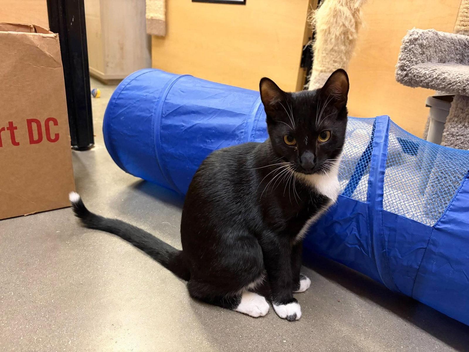 Enlarge Riverbanks, a Adopted Domestic Short Hair in Camden, SC image 2/3