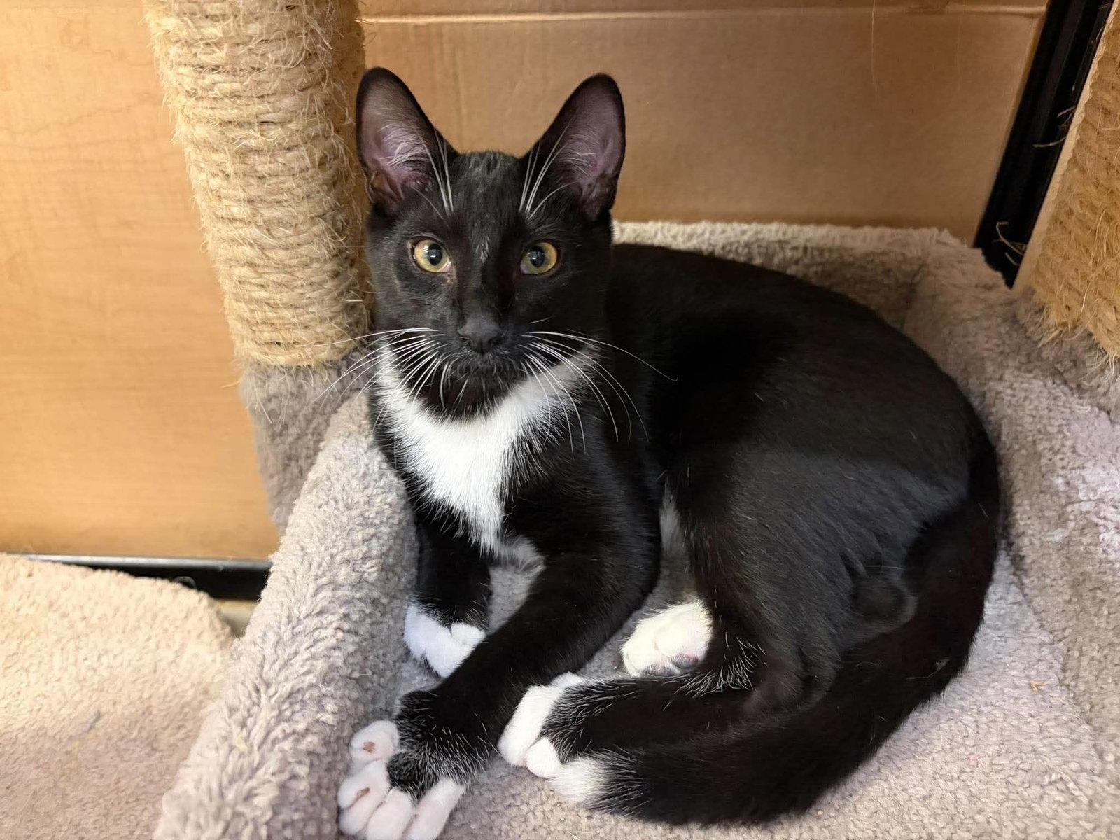 Enlarge Riverbanks, a Adopted Domestic Short Hair in Camden, SC image 3/3