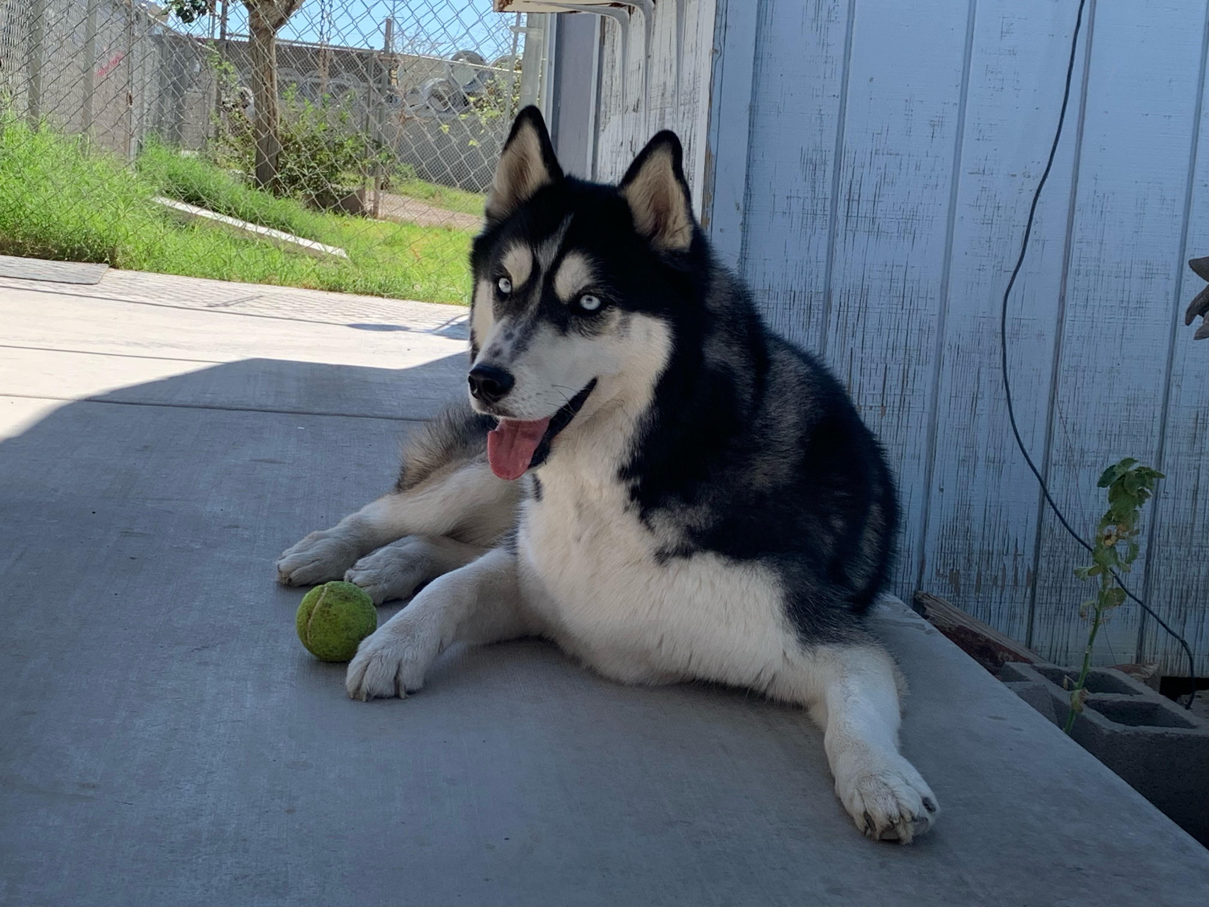 Bandit, Adoptable, Adult Male Husky.