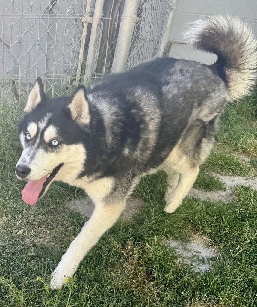 Bandit, a Adoptable Husky in Las Vegas, NV image 4/4