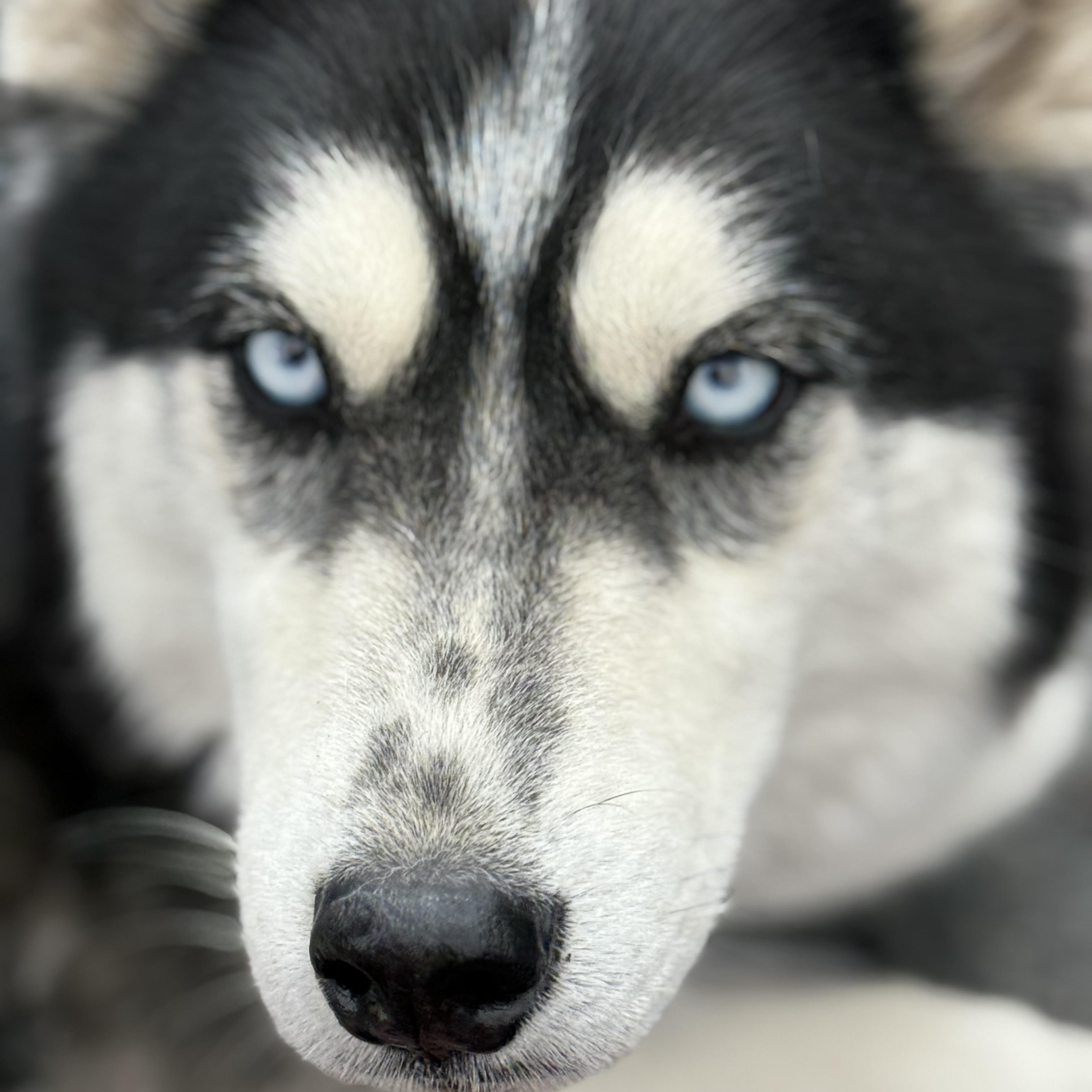 Bandit, Adoptable, Adult Male Husky.