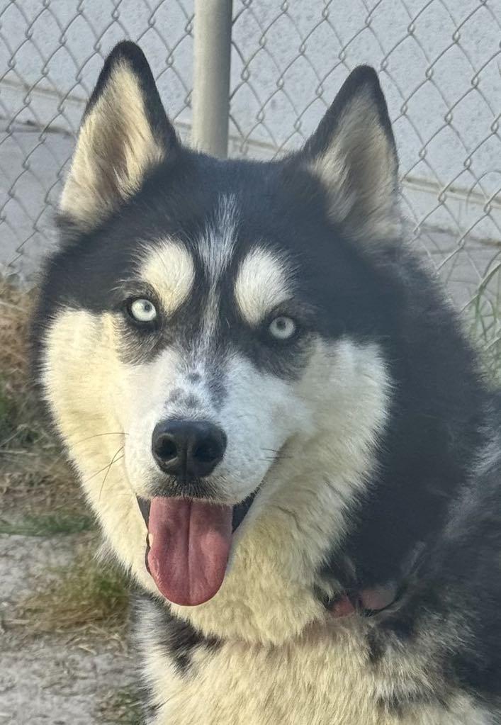 Bandit, a Adoptable Husky in Las Vegas, NV image 3/4