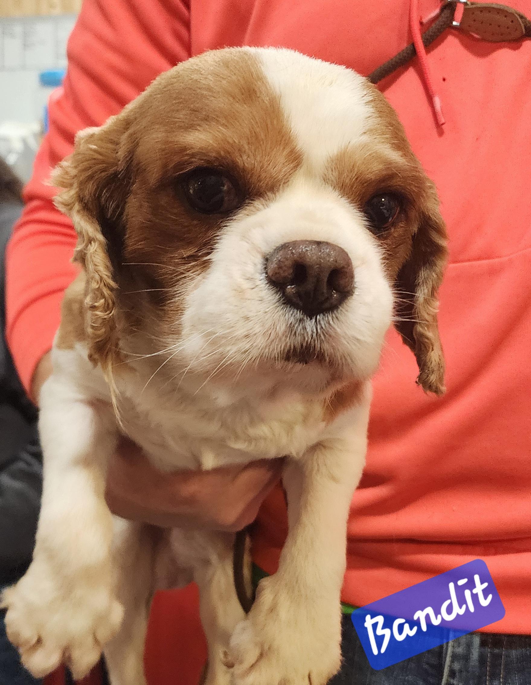 Enlarge Bandit, a ADOPTABLE Cavalier King Charles Spaniel in Wheelersburg, OH image 2/2