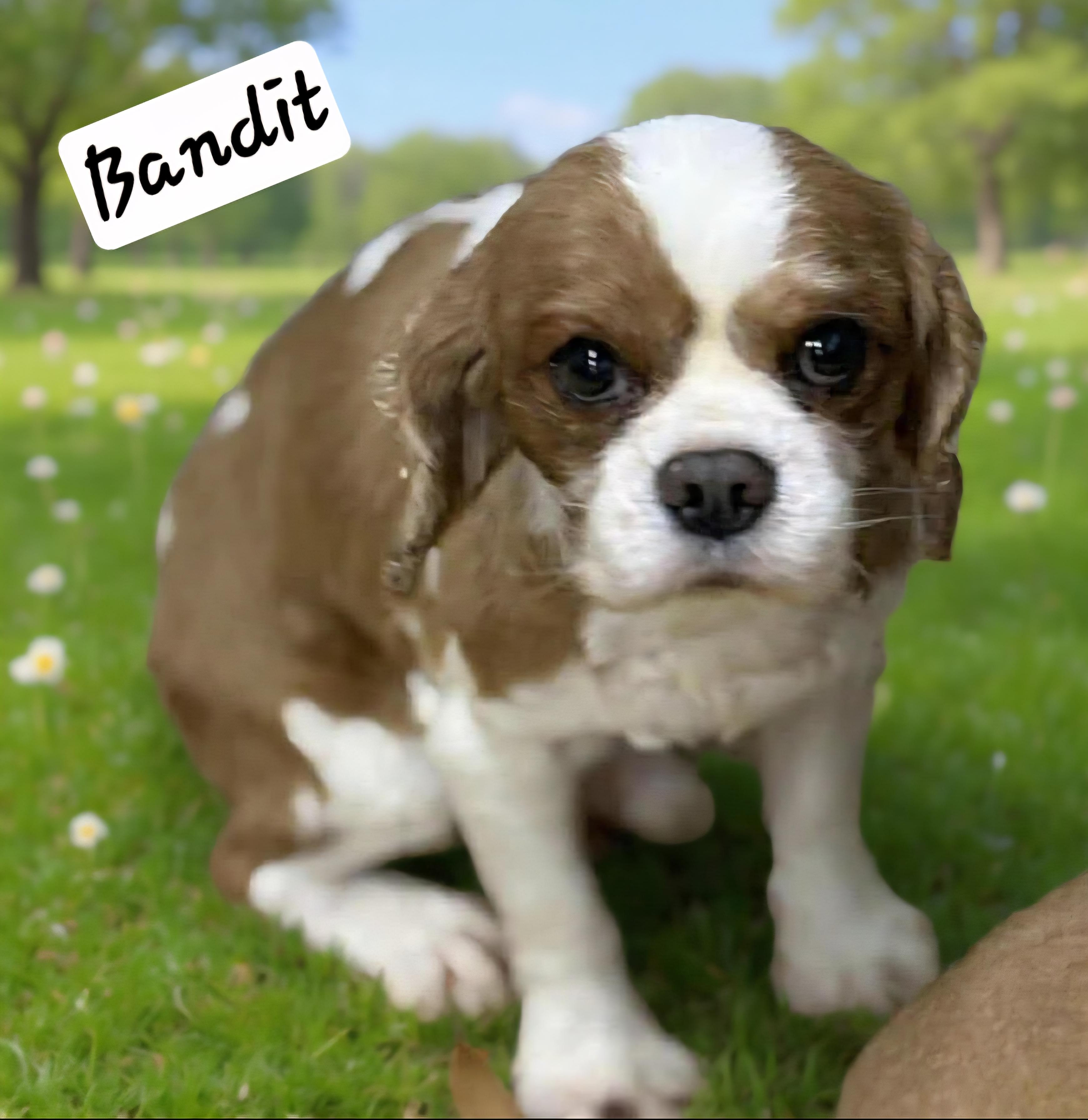 Enlarge Bandit, a ADOPTABLE Cavalier King Charles Spaniel in Wheelersburg, OH image 1/2