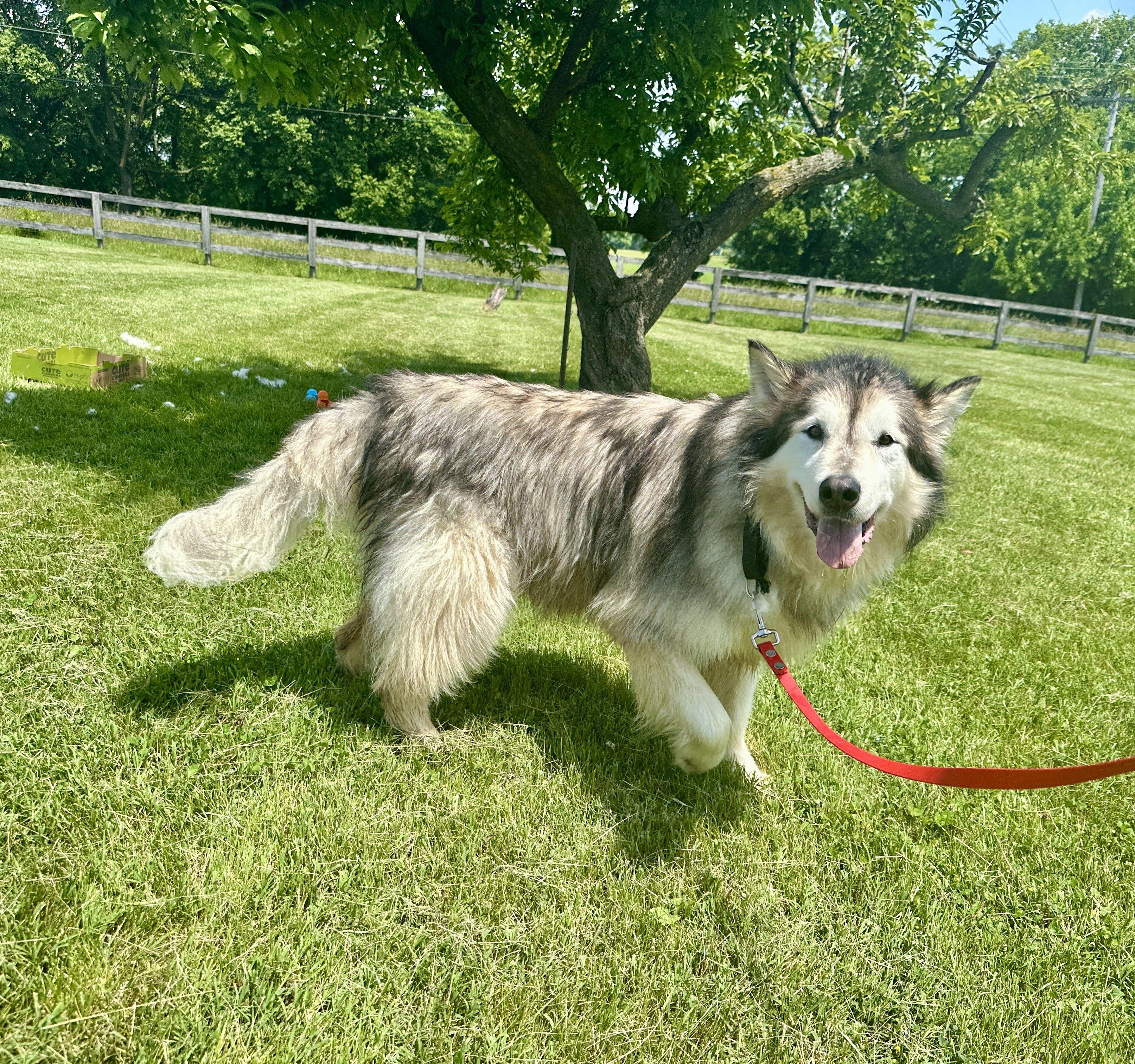 Millie, a Adopted Alaskan Malamute in Gettysburg, PA image 1/6