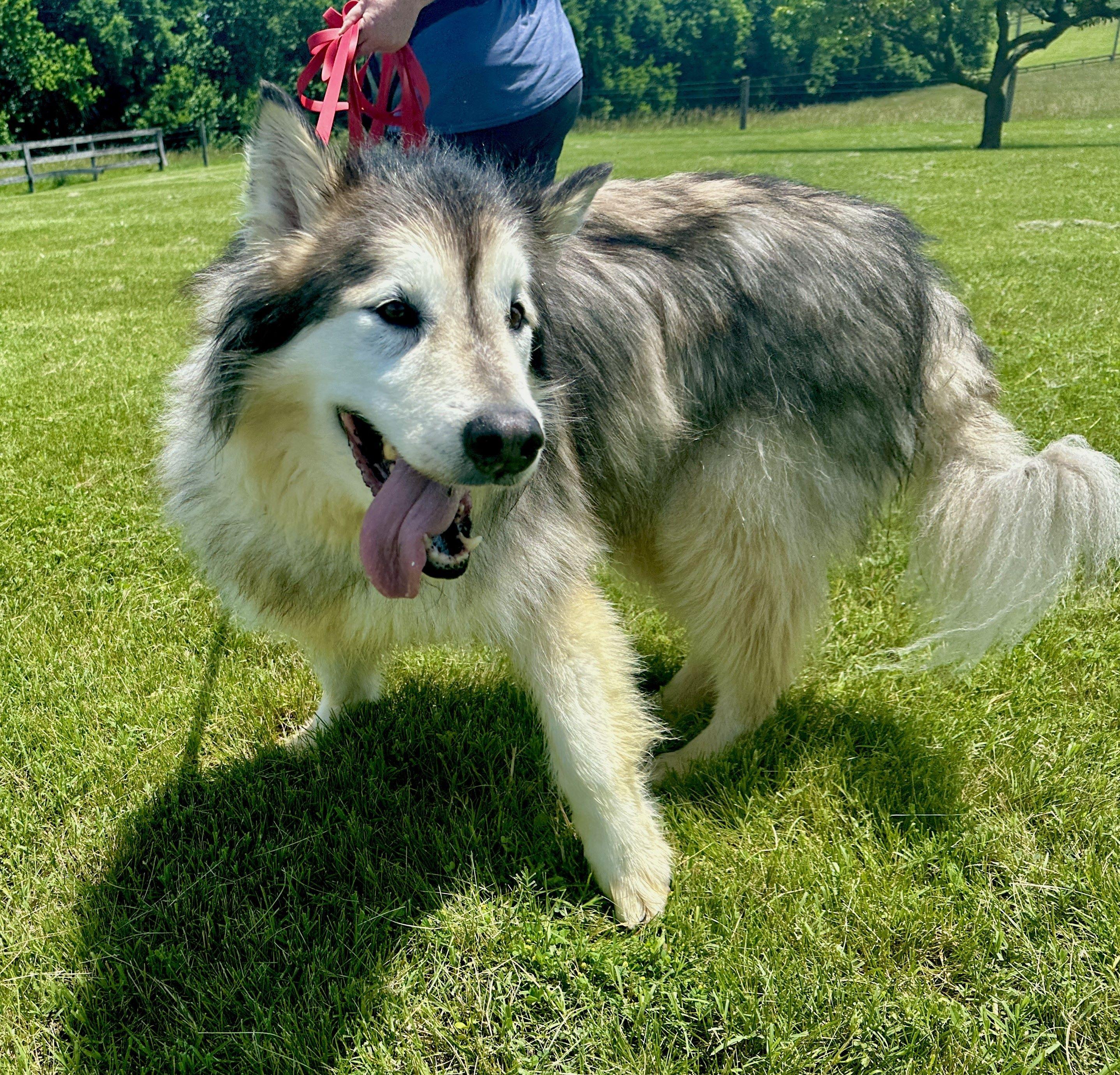 Millie, a Adopted Alaskan Malamute in Gettysburg, PA image 2/6