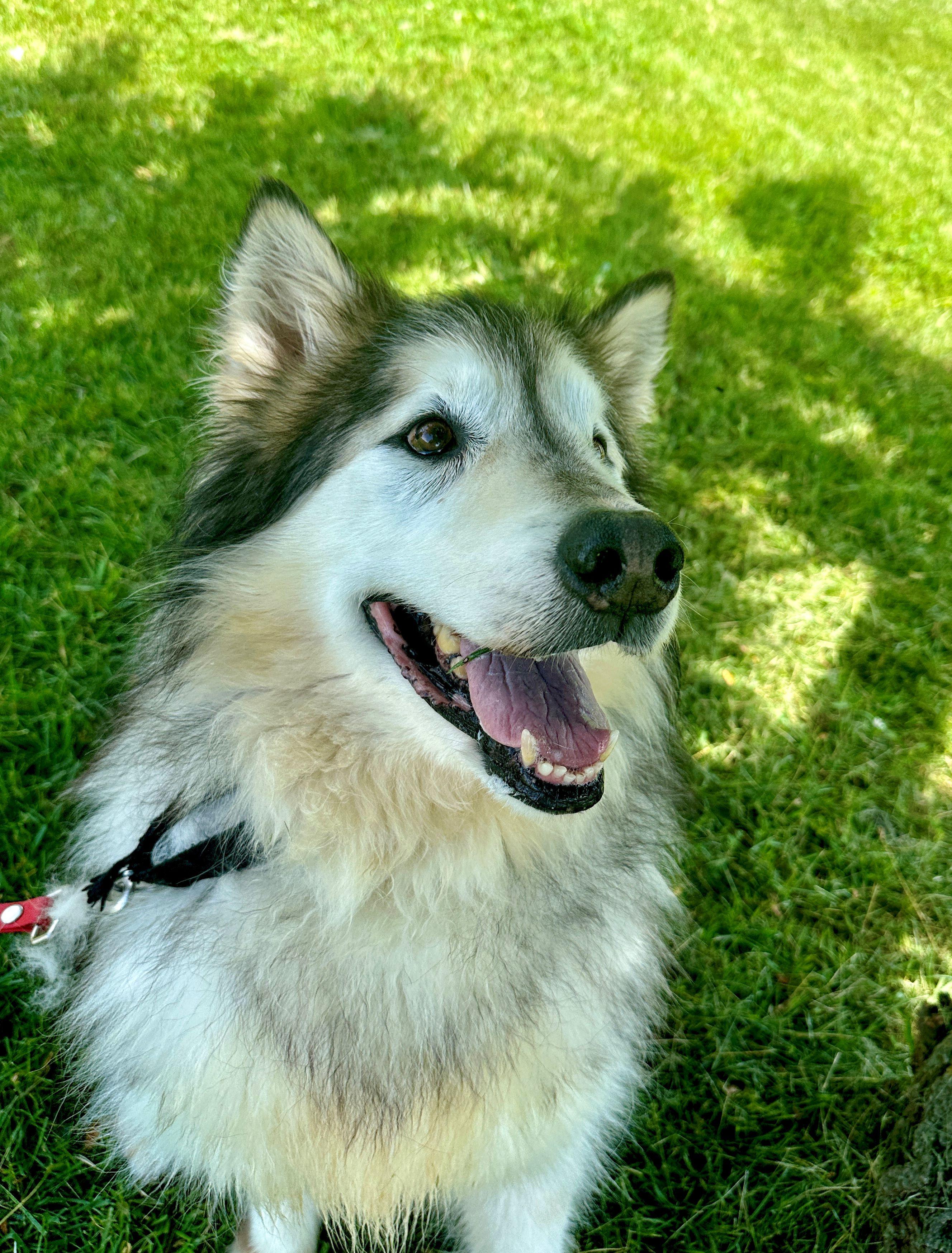 Millie, a Adopted Alaskan Malamute in Gettysburg, PA image 3/6