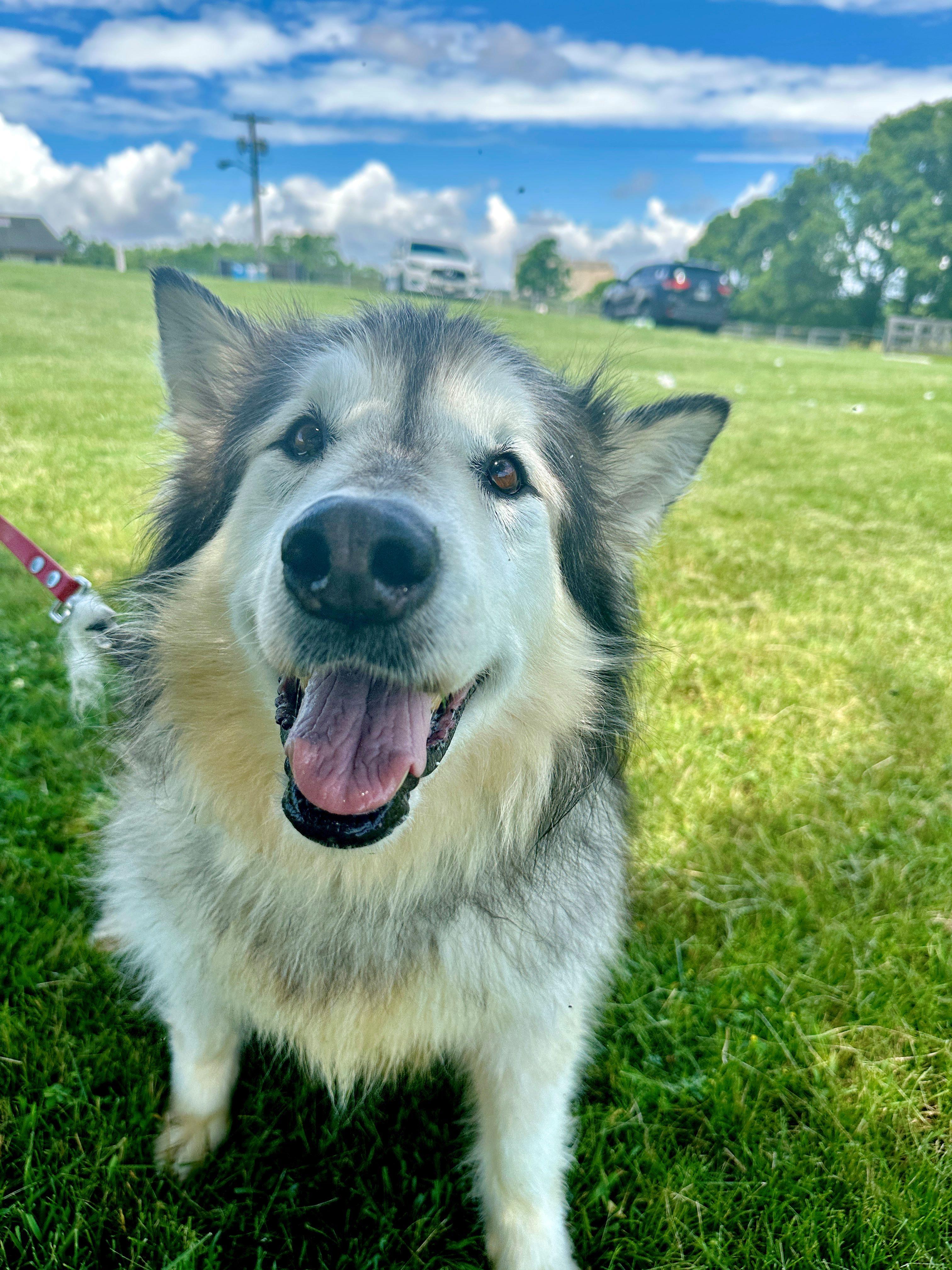 Millie, a Adopted Alaskan Malamute in Gettysburg, PA image 4/6