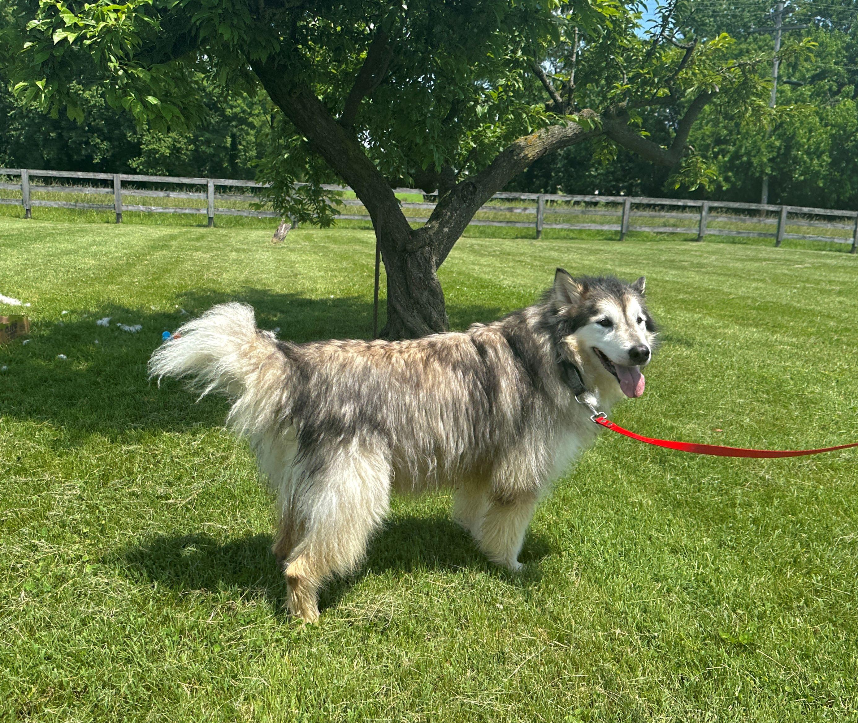 Millie, a Adopted Alaskan Malamute in Gettysburg, PA image 5/6