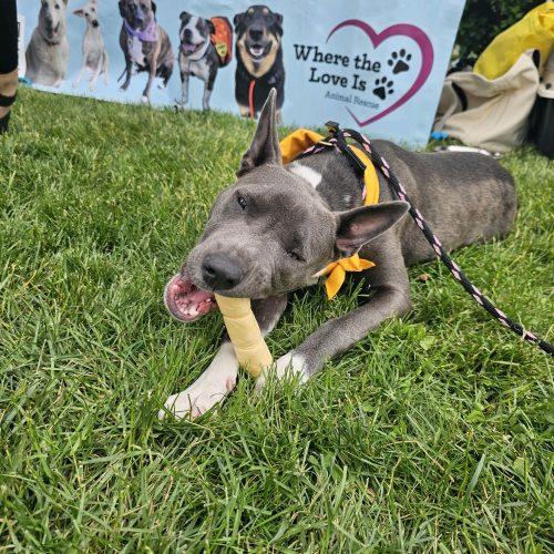 Ash, a Adoptable mixed breed in Hamden, CT image 1/5